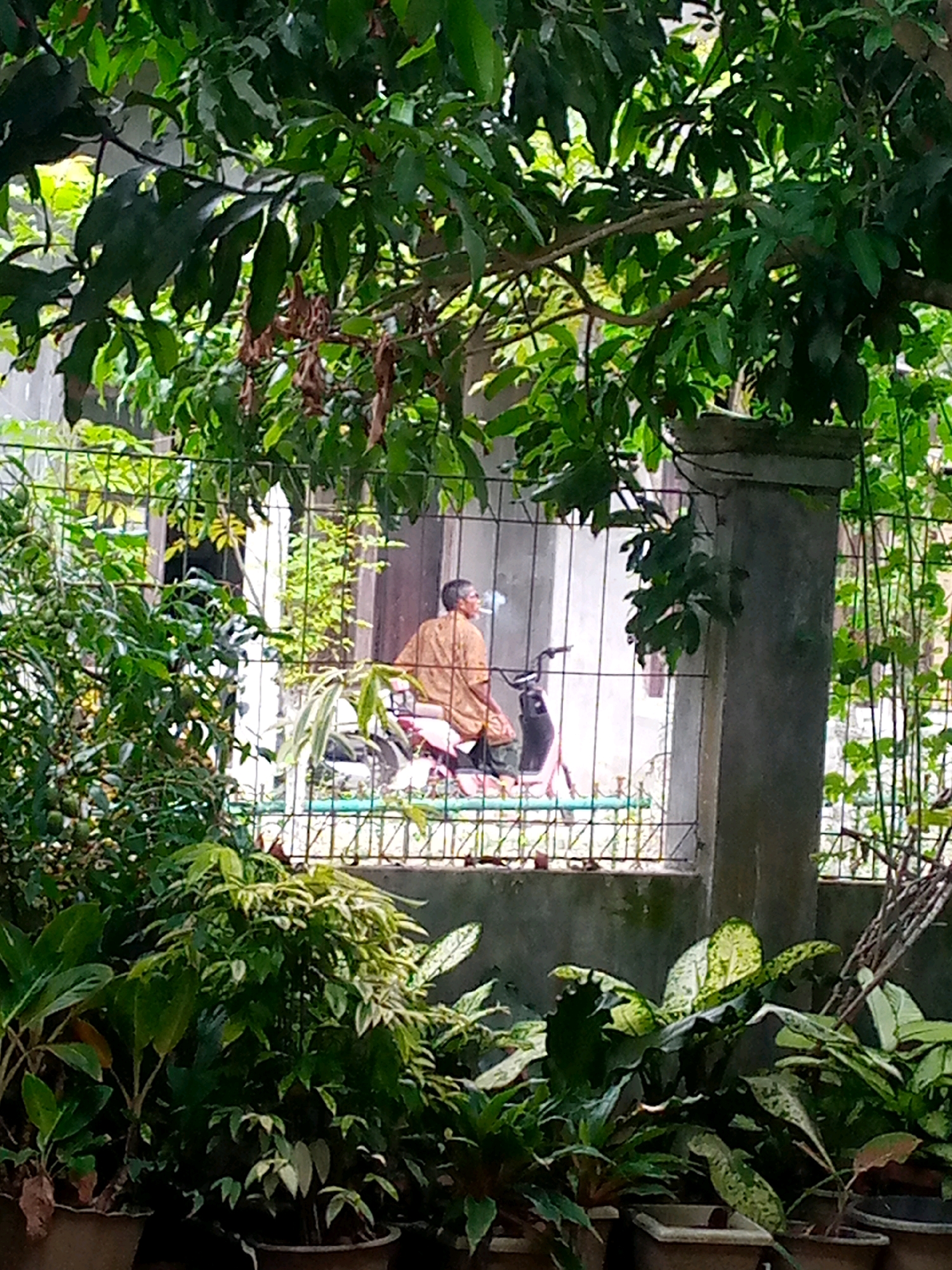 The image depicts an outdoor scene in Ujong, Indonesia, viewed through dense foliage and a metal fence. In the background, a person wearing an orange garment sits on a pink and black scooter. The person appears to be smoking and is positioned inside a building or a covered area with windows. The immediate foreground is dominated by various potted plants and trees, creating a lush, green environment. The overall impression is of a residential or semi-private space where nature and human activity coexist.