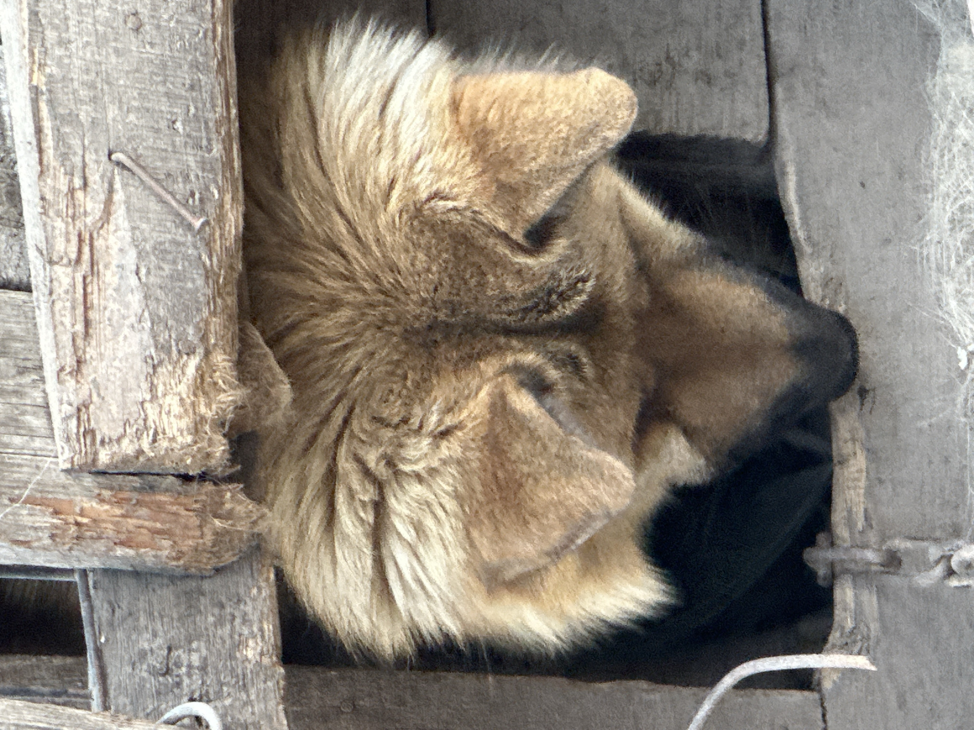 A close-up, low-angle shot captures the head and upper torso of a large, fluffy dog emerging from an opening in a weathered wooden structure. The dog has dense, golden-brown fur that appears somewhat disheveled, with prominent ears that are partially visible. Its head is bowed, and the dog's face is largely obscured, with only the snout and some facial fur discernible. The wooden structure is rough-hewn and appears aged, with visible grain, cracks, and a nail protruding from one of the boards. A dark, shadowed interior is visible behind the dog. A metal chain hangs from the bottom edge of the frame, to the left of the dog. The setting appears to be outdoors, possibly a kennel or enclosure, in the city of Tobyl, Kazakhstan.