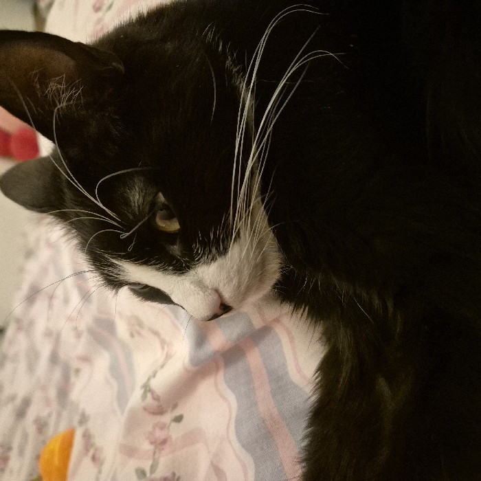 A black and white cat with long white whiskers rests its head on a patterned surface. The cat's face is partially obscured by shadows, but one golden eye is visible. The cat's nose and mouth area are white, contrasting with the surrounding black fur. The patterned surface has light pink and white stripes, interspersed with floral details. An orange object is partially visible at the bottom left corner. The overall lighting is soft, giving the image a relaxed and intimate feel.