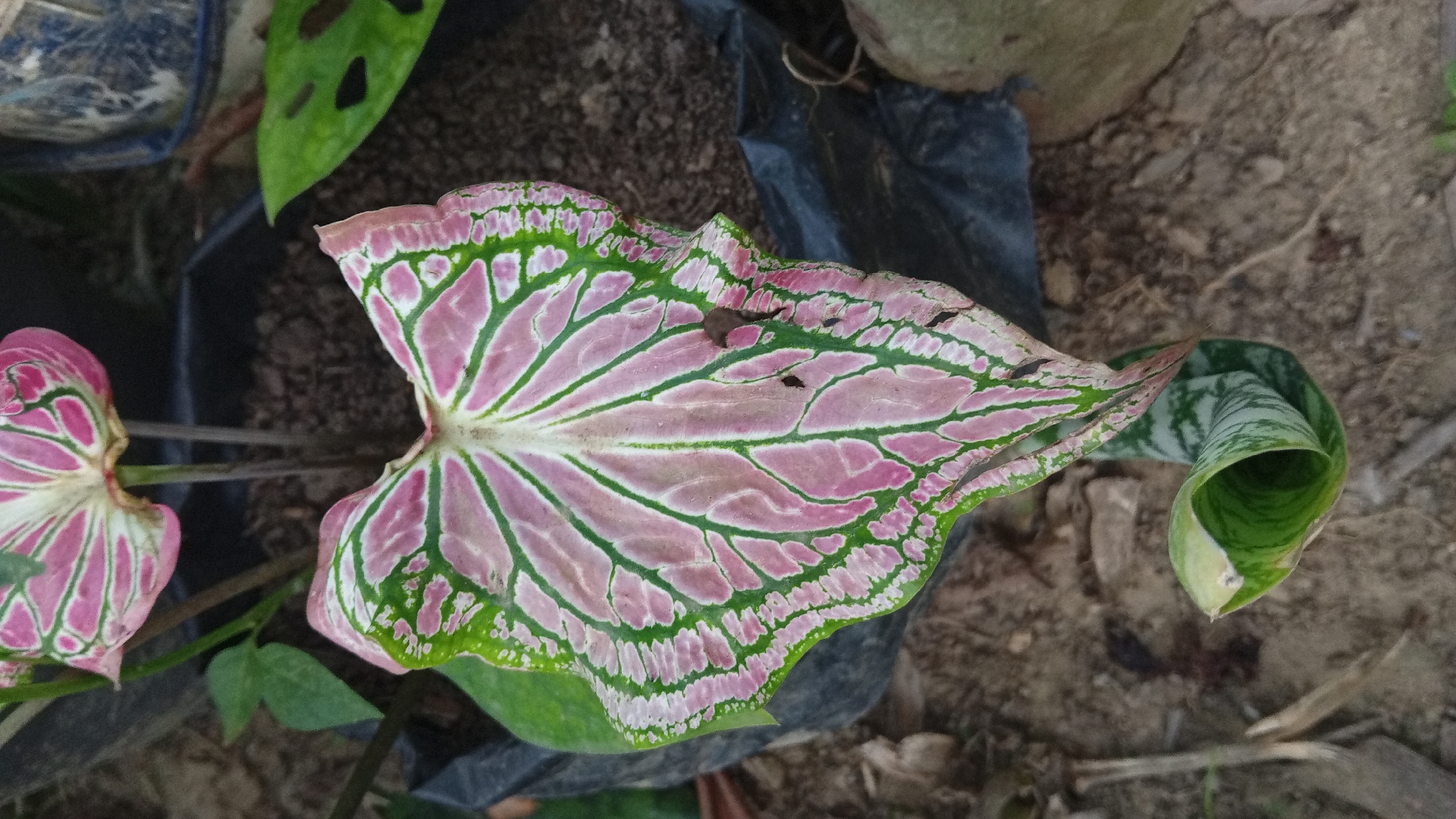The media file displays a close-up, overhead view of a pink and green caladium leaf, with other foliage and dark soil visible in the background. The caladium leaf is the primary subject, characterized by its heart shape and intricate pattern of pink veins against a green background, interspersed with white and lighter pink markings. The leaf appears to be slightly damaged in places, with small dark spots and a rolled edge on the right side. Two other caladium leaves, predominantly pink and white, are partially visible on the left. The setting appears to be outdoors, with a focus on the plants. The soil is dark and textured, and a portion of a black plastic pot is visible. Other green leaves, including one with natural holes characteristic of a Monstera plant, are also present, suggesting a garden or nursery environment. There are no people or explicit activities depicted. The lighting suggests it is daytime, likely outdoors, though specific weather conditions cannot be determined. No text is visible in the image. The overall impression is of a detailed botanical study of the caladium plant.