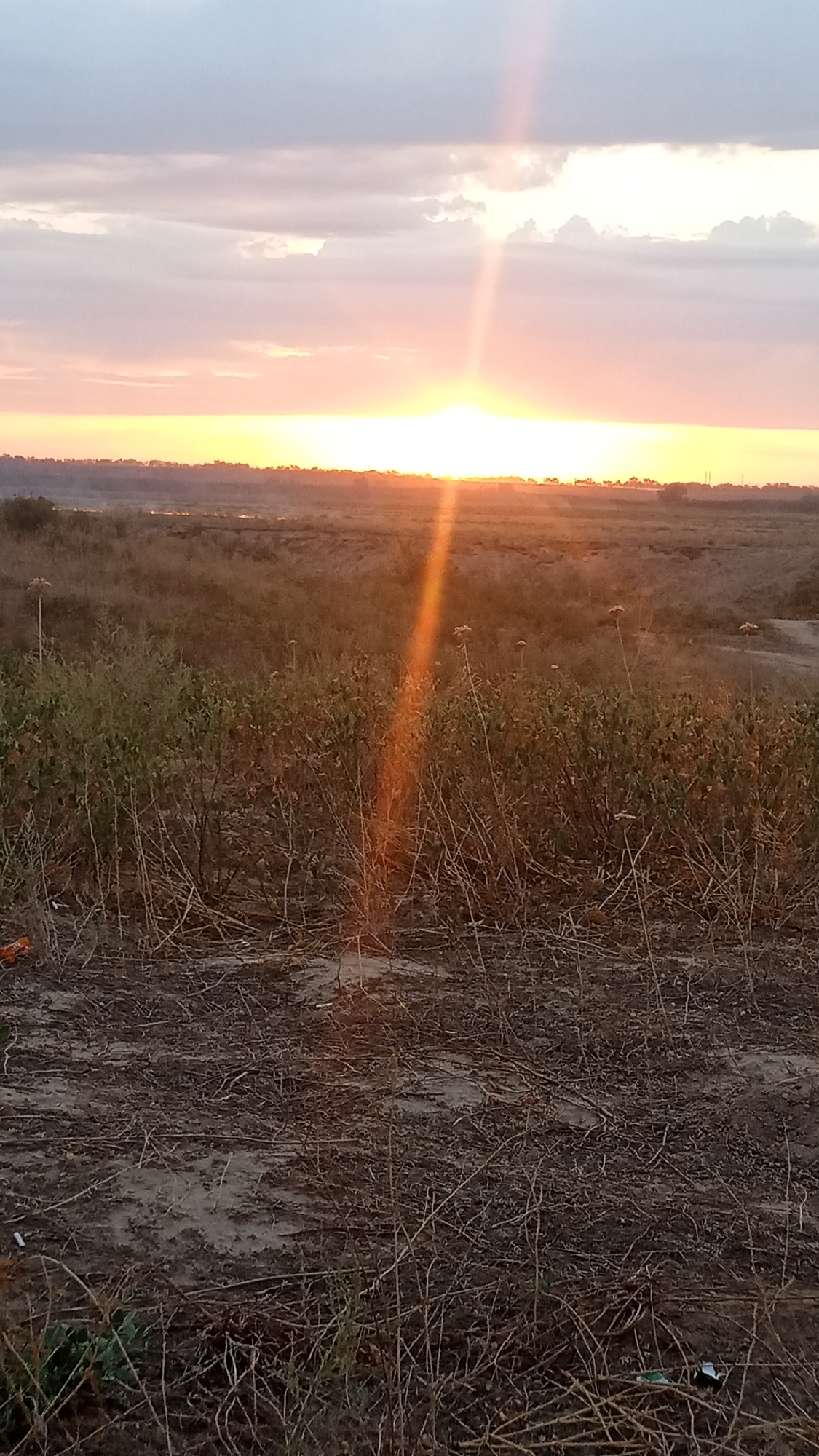 The image depicts an outdoor scene at what appears to be sunset or sunrise, characterized by warm, orange and yellow hues in the sky. The sun is prominently visible, positioned low on the horizon, with a bright ray of light extending upwards through the clouds. The sky is partly cloudy, with a mix of grey and lighter, pastel-colored clouds.
In the foreground, the ground is covered with dry grass, twigs, and some scattered debris, suggesting a somewhat unkempt or natural environment. There are patches of bare earth visible. Several dry, tall plants with seed heads are scattered throughout the mid-ground. Behind these, the landscape extends into a field or plain, with a darker, hazy line of vegetation or structures forming a distant horizon. The overall impression is of a rural or undeveloped area.
The image is a vertical composition. The lighting conditions are characteristic of dawn or dusk, casting long shadows and creating a warm glow. There are no visible people or animals in the frame. The environment appears natural and sparsely populated, with some signs of human presence in the form of scattered litter in the foreground. This scene appears consistent with the outskirts or natural areas surrounding Novyy Put, Kazakhstan, given its broad, open landscape and potential for such natural lighting conditions at transitional times of day.