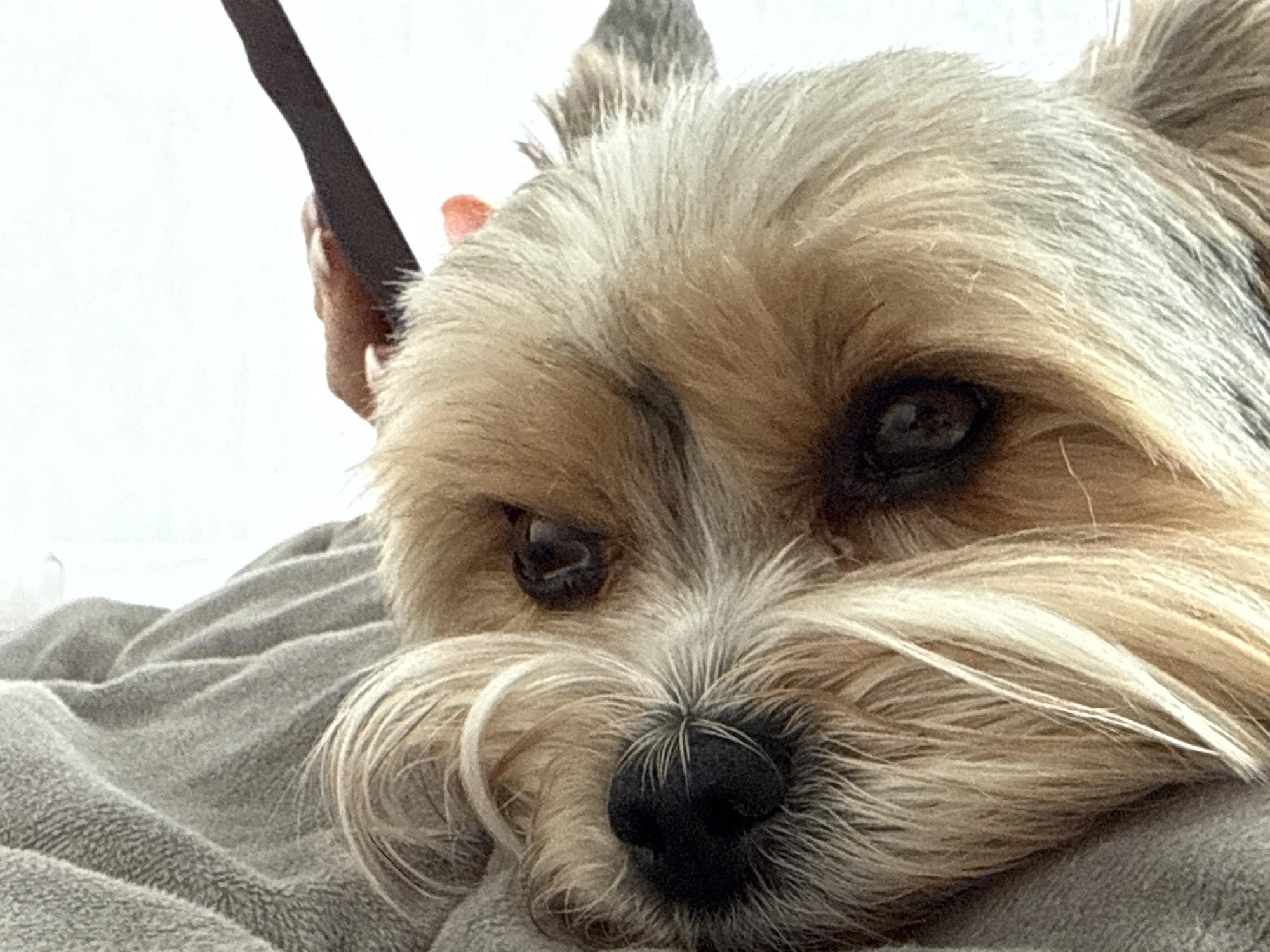 A close-up shot features the face of a Yorkshire Terrier resting on a gray textured blanket or fabric. The dog's fur is a mix of tan, gray, and white. Its nose is black and shiny, and the eyes are dark brown. The background is out of focus, appearing to be a light wall or surface. The location of the photo is not discernable from the image, and it is not possible to determine if the picture was taken in Krasnodar, Russia. There are no other visible subjects, people or actions visible.