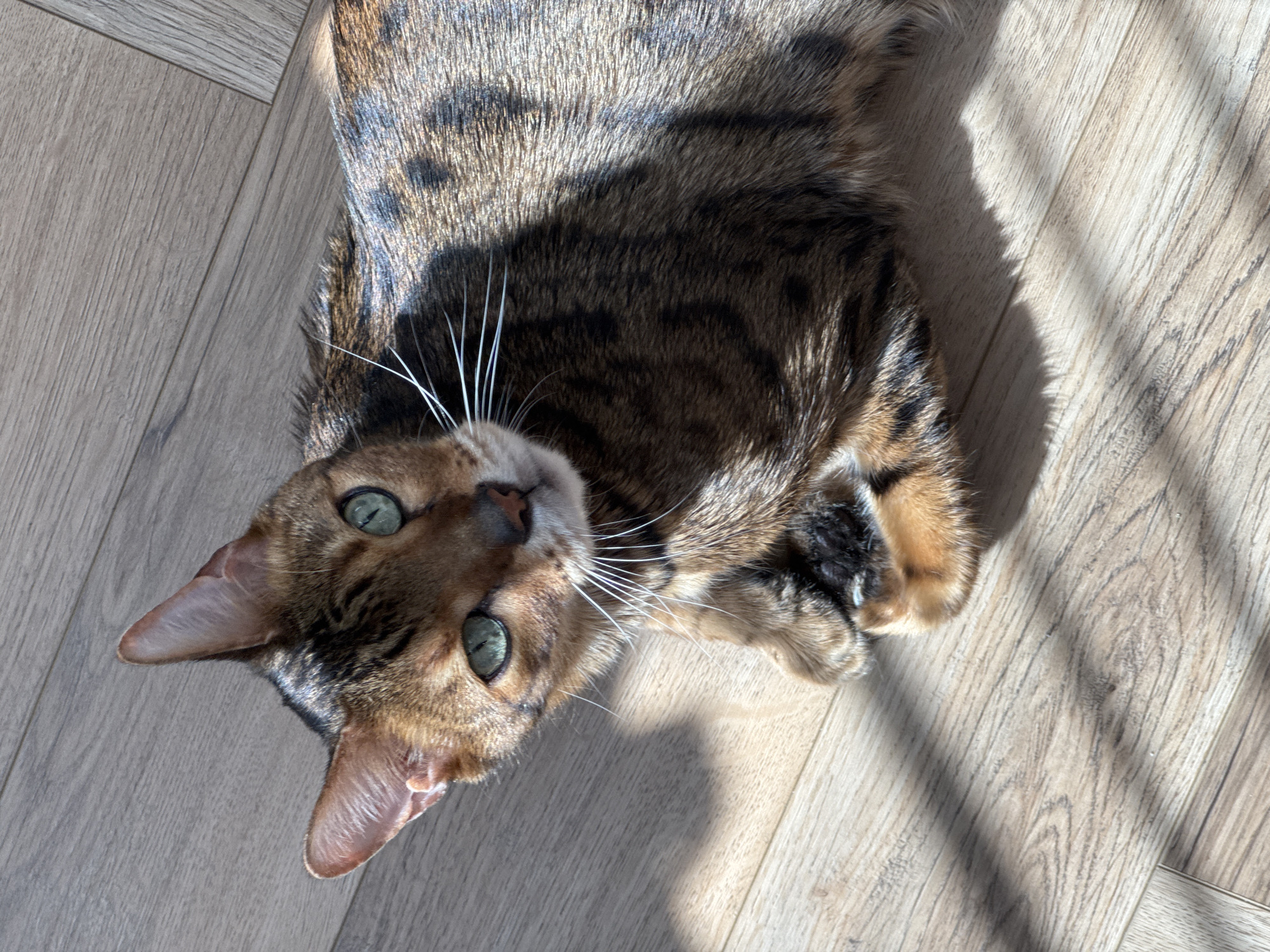A Bengal cat lies on its back on a light-colored wooden floor. The cat is positioned diagonally in the frame, with its head oriented towards the bottom left corner and its body extending towards the upper right. The cat has a spotted coat, green eyes, and white whiskers. Sunlight casts shadows across the cat's body and the floor. The location is an indoor setting with wooden flooring.