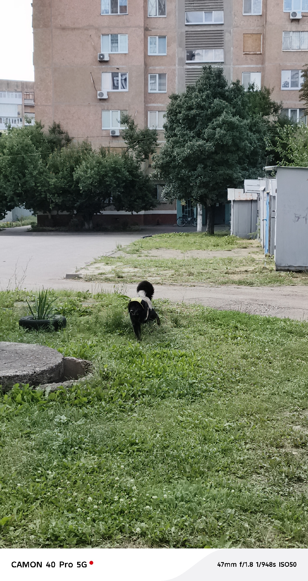 An exterior, medium-shot photograph, taken from a slightly elevated perspective, captures a black dog with a fluffy tail wearing a yellow vest, standing on a patch of overgrown grass in front of a concrete structure. The dog faces away from the camera, looking towards the right side of the frame. Behind the dog, a grey, paved area stretches into the distance, bordered by more green grass and a row of trees. Further in the background, a multi-story, beige apartment building with visible windows and air conditioning units dominates the scene, with a portion of a white building visible to its left. The overall impression is an urban setting with elements of nature encroaching on man-made structures. The location is Kramatorsk, Ukraine.