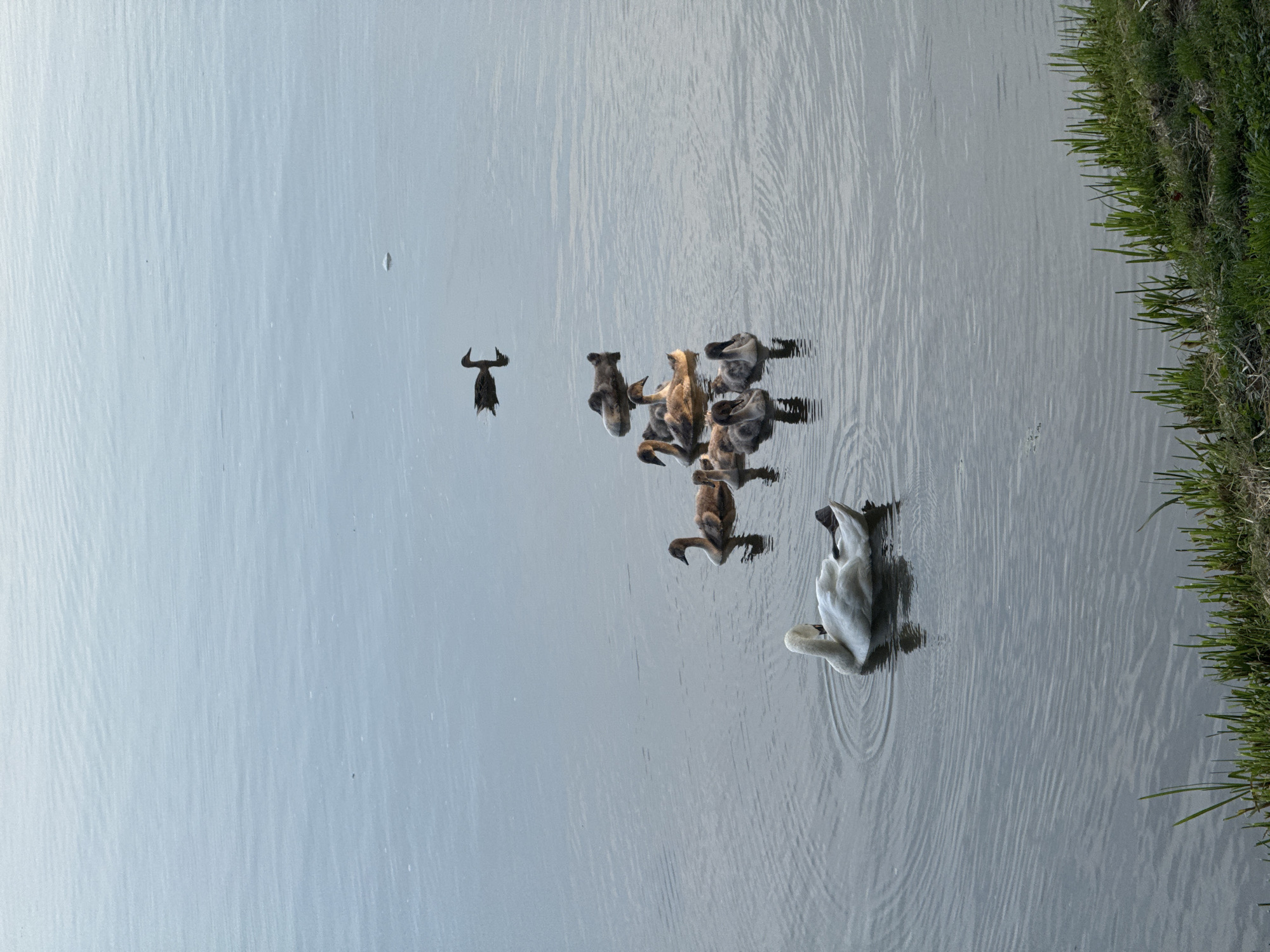 A serene, wide shot captures a body of water, likely a pond or calm river, with a grassy bank in the foreground. The water's surface is gently rippled, reflecting the overcast sky in muted tones of blue and gray. In the distance, a single dark-colored duck swims, its reflection a sharp silhouette against the calmer water. Closer to the center, a small flock of young swans, or cygnets, cluster together, their downy grey feathers a stark contrast to the adult swan. These cygnets are positioned in a loose formation, appearing to follow one another. To the left, a majestic white adult swan glides gracefully, creating subtle concentric circles in the water around it. The scene suggests a peaceful natural setting within or near the city of Niasvizh, Belarus, perhaps a park or a quiet corner of the town. The overall atmosphere is tranquil and picturesque, highlighting the gentle coexistence of wildlife in its natural habitat.