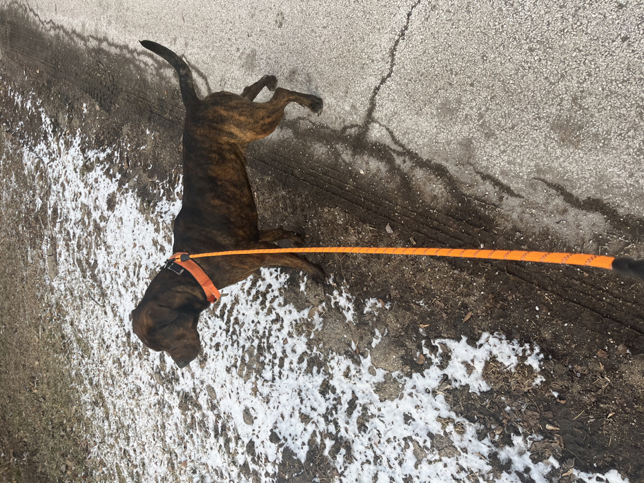 A brindle dog, wearing an orange collar, is lying on its side on a partially snow-covered surface, likely a road or path. The dog's body stretches diagonally across the frame, with its head towards the lower left and hind legs towards the upper right. An orange leash is attached to the collar and extends to the right. The surface beneath the dog consists of a mixture of pavement, snow, dirt, and possibly some vegetation. Shadows are visible on the pavement.