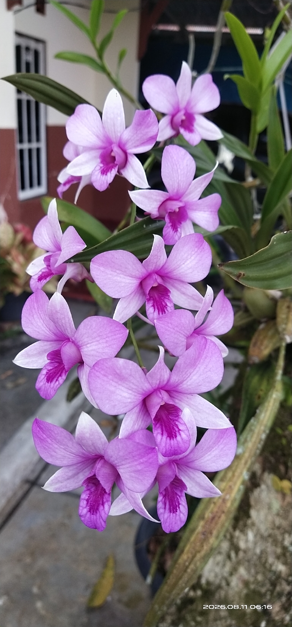 This image captures a cluster of pink and white orchids with prominent purple centers, cascading from a plant. The orchids are in various stages of bloom, with some fully open and others still developing. The background suggests an outdoor setting, possibly a garden or patio area. To the left, a portion of a building with white-barred windows and brown trim is visible. The ground appears to be a paved surface, possibly concrete, with a few fallen yellow leaves scattered around. The overall scene is well-lit, highlighting the delicate textures and vibrant colors of the flowers. The timestamp "2026.08.11 06:16" in the bottom right corner indicates the image was taken on August 11, 2026, at 6:16 AM. The location information provided is the city of Matabu, Indonesia.