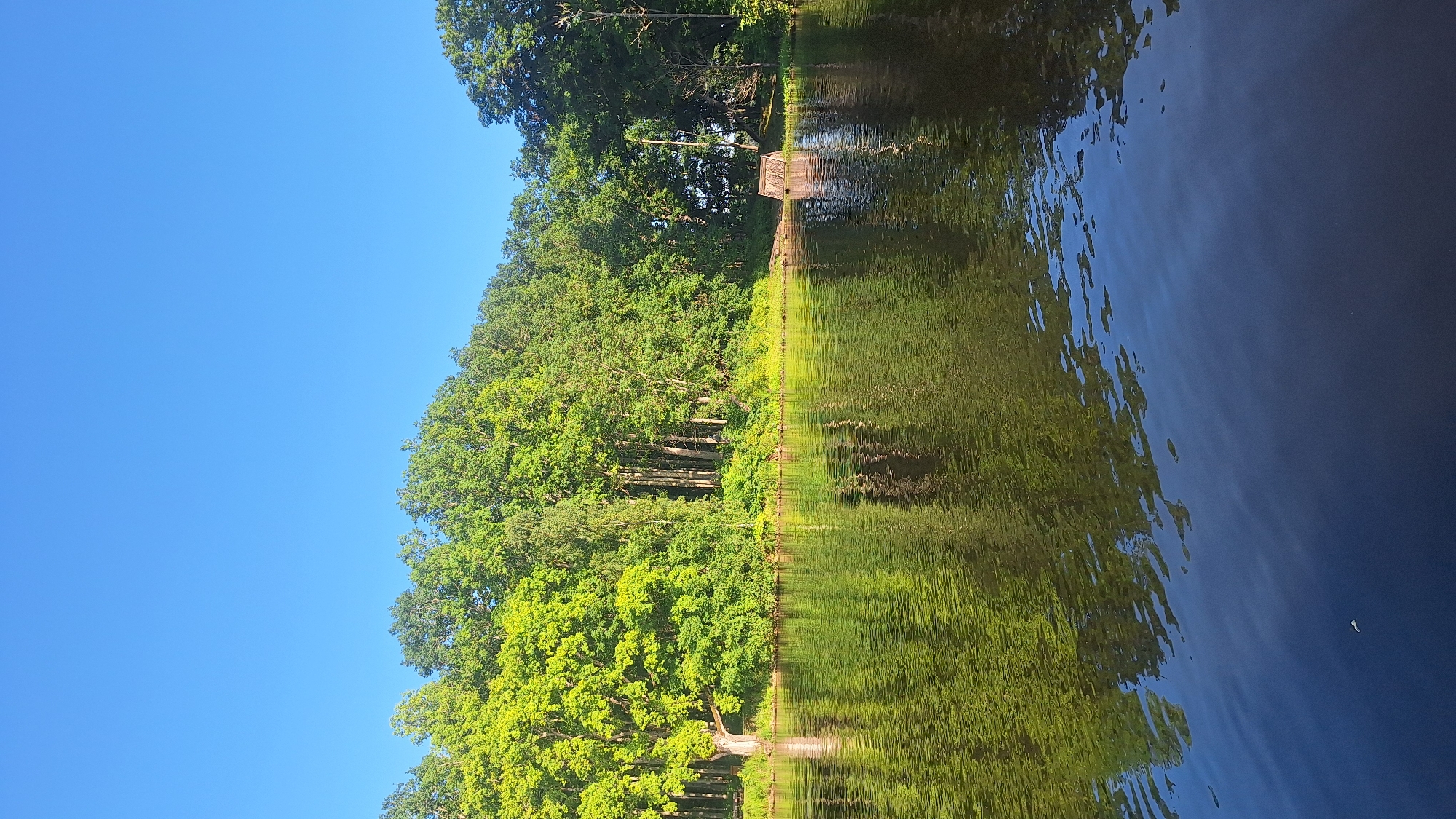 The image shows a serene view of a body of water with a lush, tree-lined shore under a clear blue sky. The water's surface is calm, reflecting the vibrant green foliage and the sky. On the right side of the shore, a small, rustic wooden structure with a thatched roof is visible, partially submerged in the water. This structure is likely a small boat shelter or a fishing hut. The shoreline is dense with a variety of trees, creating a natural barrier between the water and the sky. The overall impression is one of a tranquil, natural setting, possibly in a rural or park-like area. This scene is consistent with the natural beauty found in and around the city of Koknese, Latvia, known for its picturesque landscapes and access to water bodies.