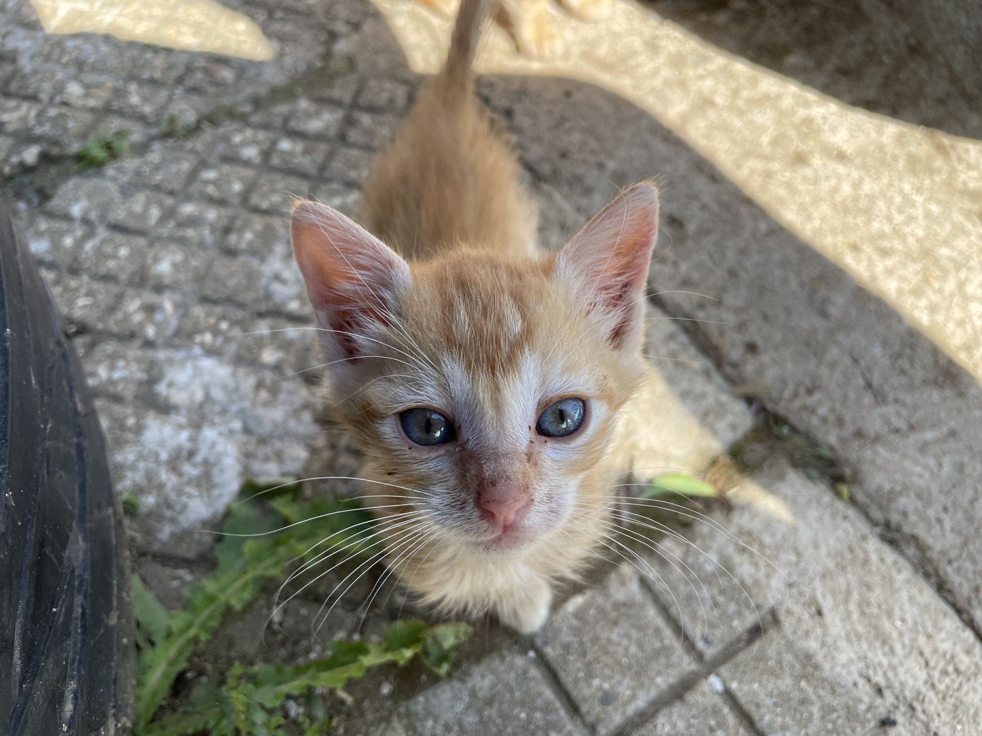 A high-angle, eye-level photograph shows an orange tabby kitten with blue eyes looking directly at the camera. The kitten is standing on a gray stone-tiled surface. A small amount of green foliage is visible near the left edge of the frame. A black object, possibly a tire, is also partially visible on the left. A light-colored shadow falls on the right side of the image. Another kitten is partially visible in the background. The location is possibly the city of Zlatograd, Bulgaria.