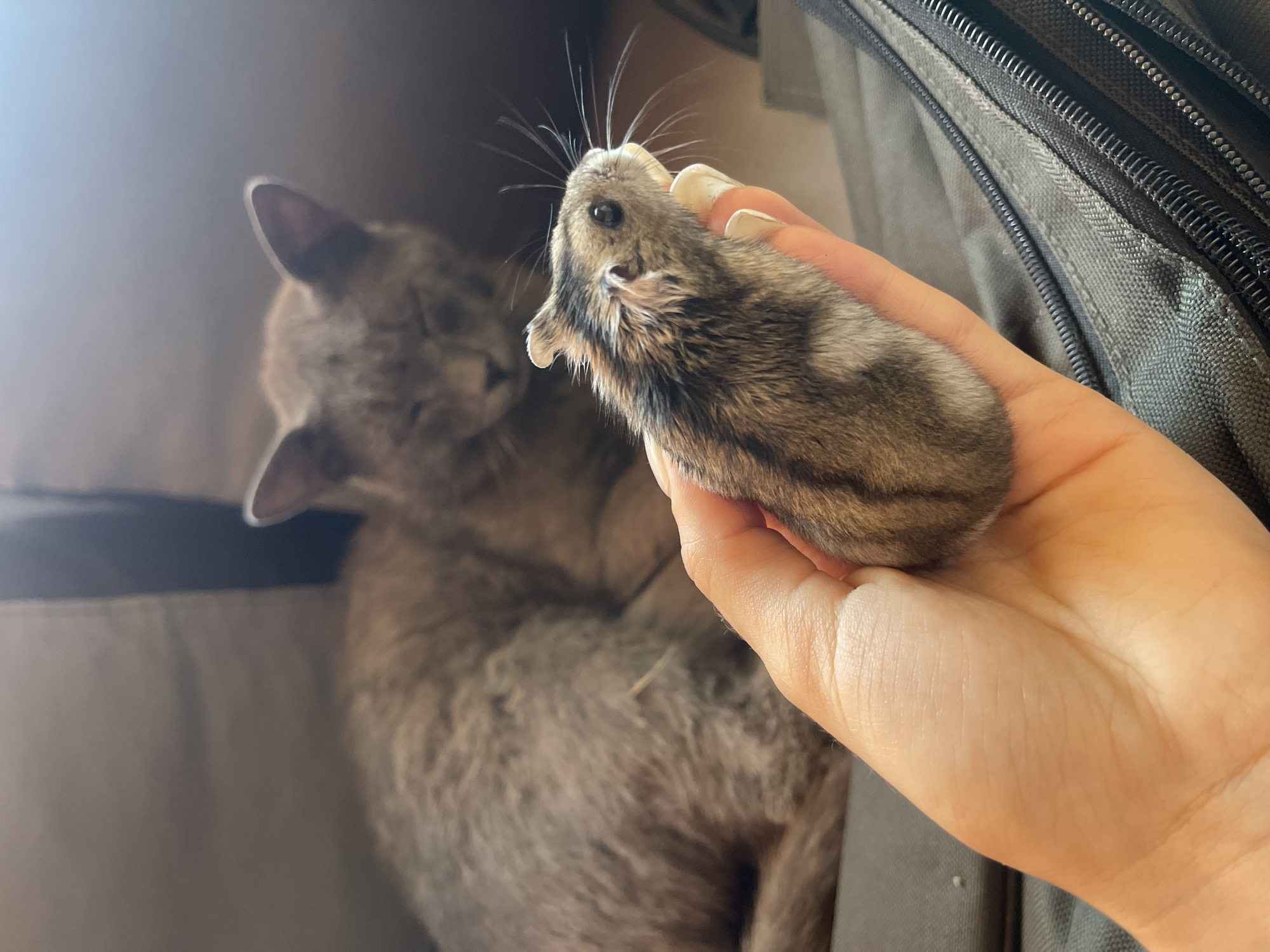 In a close-up shot, a human hand holds a small, grey and brown striped hamster in the foreground, its whiskers prominent. The hamster's eye is dark and beady. Behind the hamster, a larger, grey cat is visible, lying down with its eyes mostly closed. The background appears to be an indoor setting, possibly a bag or luggage, with zippers visible. The image does not contain any information about the location in the city of Totleben, Bulgaria.