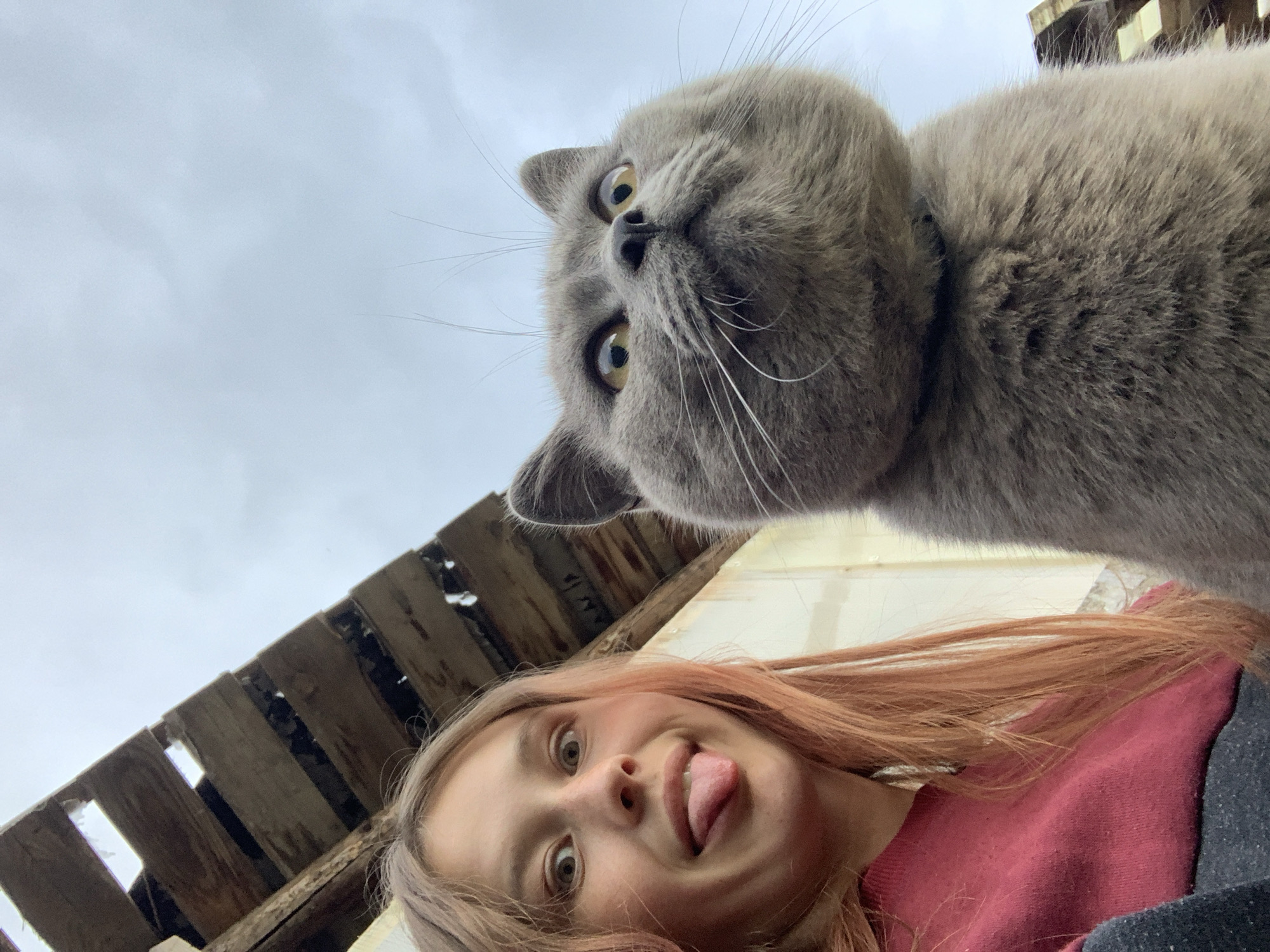 A low-angle shot features a gray cat prominently in the upper half of the frame, its face close to the camera. The cat has yellow eyes and long white whiskers. A young woman is in the lower half of the frame with her face close to the camera and she is sticking out her tongue. The background consists of a cloudy sky. A section of a weathered wooden structure is visible. It is not possible to confirm the location is Фоки, Russia, with only the visual context provided.