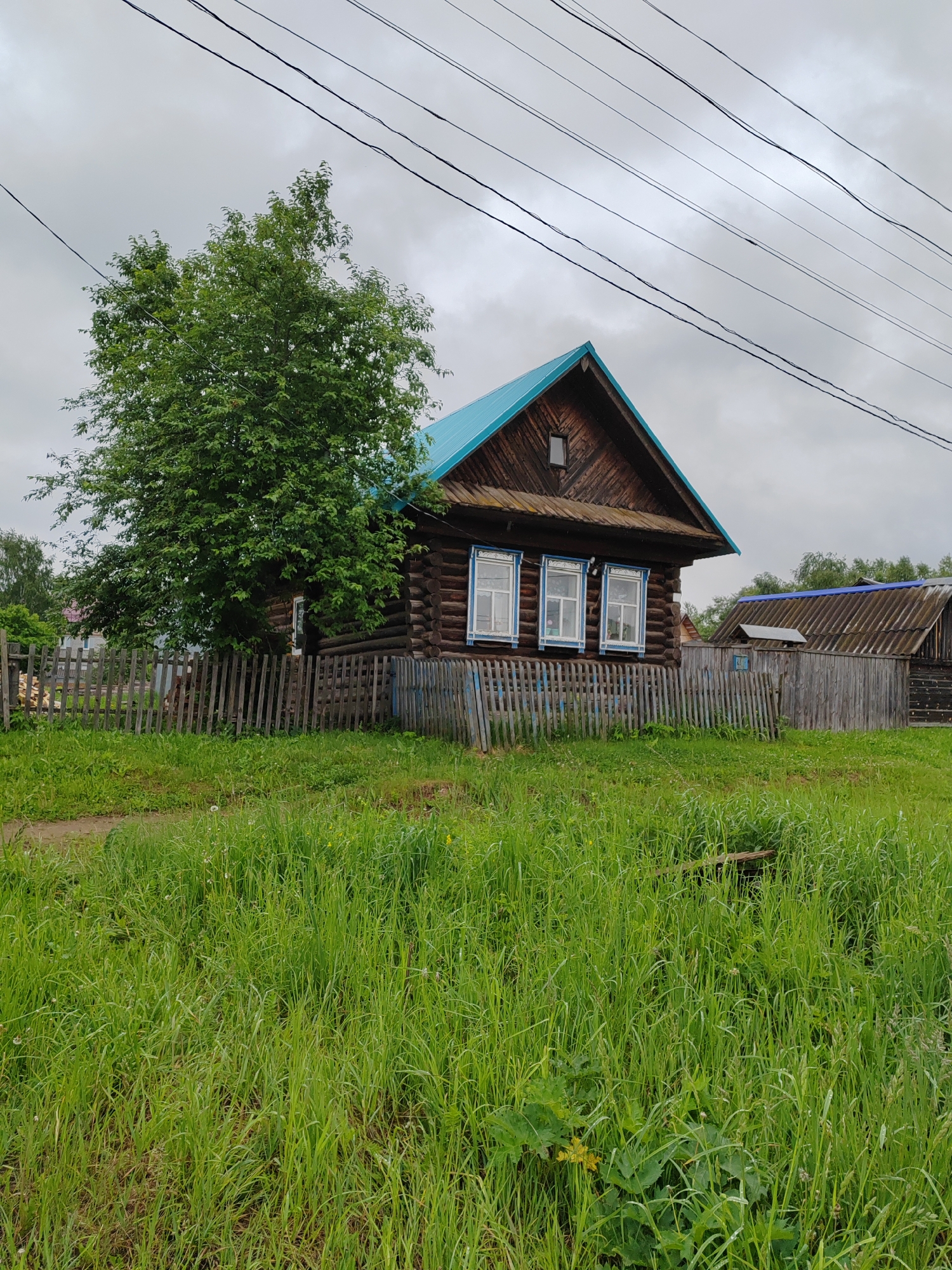 An outdoor, eye-level shot captures a traditional wooden log house under an overcast sky. The house, constructed from dark brown logs, features a distinctive bright blue metal roof. Its front facade displays three white-framed windows with decorative blue trim, and a small, high-set rectangular window is visible on the gable end.
To the left of the house stands a large, vibrant green deciduous tree, its foliage dense and full. In front of the house, a rustic wooden picket fence, appearing weathered and slightly uneven, separates the property from a foreground of lush, overgrown green grass. Small yellow wildflowers and dandelions are scattered throughout the tall grass, which dominates the lower half of the image. A faint dirt path is visible through the grass on the left.
In the background on the right, another wooden structure with a darker, possibly corrugated, roof can be seen behind the fence. Overhead, several dark power lines diagonally traverse the gray, cloudy sky. The lighting is soft and diffused, indicating an overcast day. No people or specific activities are depicted, and there is no visible text. The scene evokes a tranquil, rural setting.