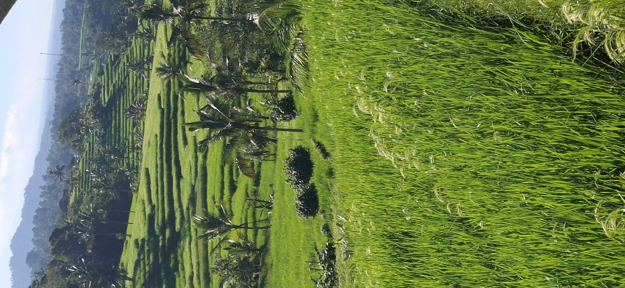 The image depicts the lush, green rice terraces characteristic of Penebel, Indonesia. The landscape is dominated by tiered paddy fields, interspersed with coconut palm trees and other vegetation. In the background, a hazy mountain range is visible under a pale blue sky. The perspective is a close-up view of the rice fields, showcasing the individual blades of rice swaying slightly in the wind, creating a textured surface. There are no people visible. The scene appears to be a rural, agricultural area, focusing on the natural beauty of the rice terraces.