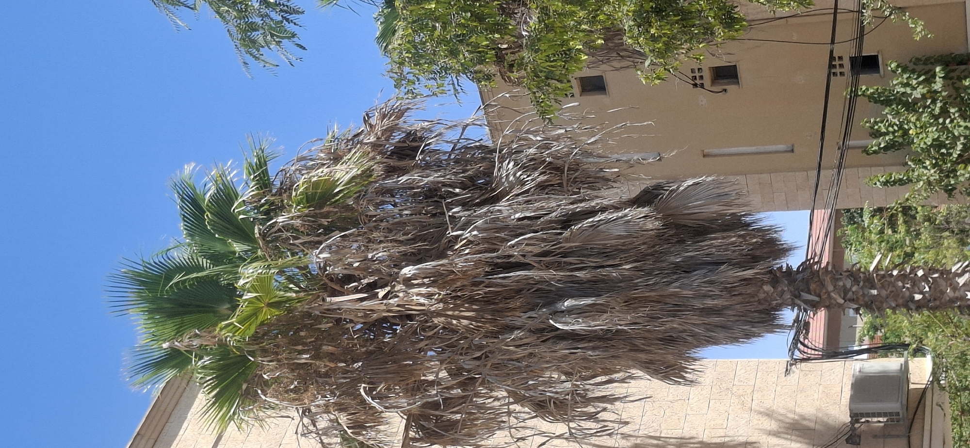 In Yerocham, Israel, a nearly fully dried palm tree stands prominently in front of a light brown building with visible windows and ventilation bricks. The palm tree's fronds are a mix of dry, brown, and vibrant green, suggesting a partial state of decay or new growth. To the right, another tree with lush green foliage partially obscures another section of the building. The sky is a clear, bright blue. Electrical wires are visible running across the scene, and an air conditioning unit is mounted on the side of the building near the base of the palm tree.
