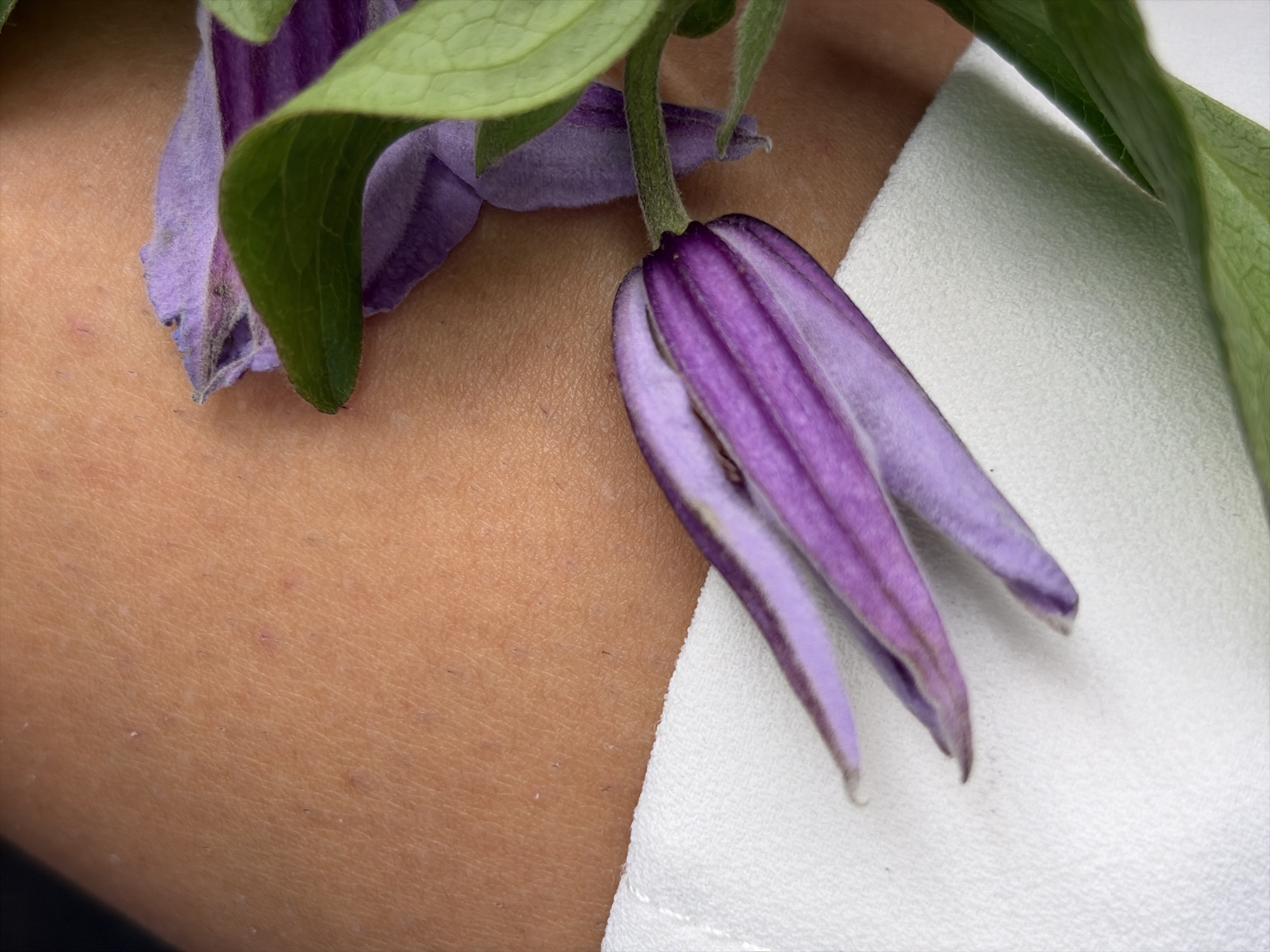 The image is a close-up shot of a person's skin with purple flowers and green leaves resting on it. The skin appears to be a light to medium tan color, with visible pores and some minor blemishes. A white, textured fabric is visible in the lower portion of the image, under the flowers and leaves. The flowers have multiple long, slender petals that are a gradient of light to dark purple. The leaves are a vibrant green and have prominent veins. The composition is focused on the textures and colors of the skin and the plant life, creating an abstract and aesthetically pleasing image. The background is out of focus, suggesting a shallow depth of field. There are no identifiable landmarks or clues that would indicate a specific location in Moscow, Russia, or any other city.