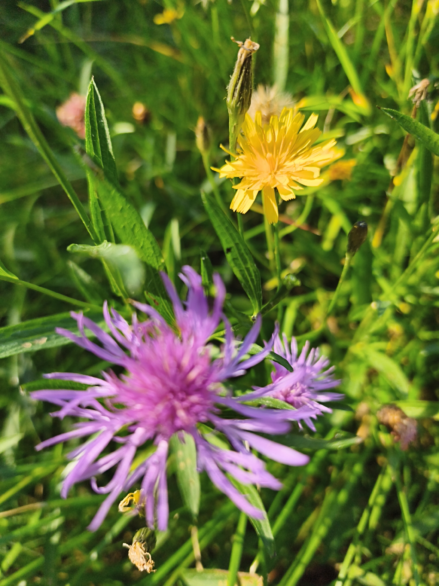 In Pedase, Estonia, a close-up, vertical shot reveals a natural scene with two flowers in focus. The foreground features a purple flower with numerous thin petals, while a yellow dandelion-like flower with spiky petals is visible in the mid-ground to the right. The flowers are surrounded by lush green grass, with some blurred pink flowers and seed heads in the background. The lighting suggests it is daytime, with sunlight casting a warm glow on the vegetation. The image composition highlights the intricate details of the flowers and their natural habitat.