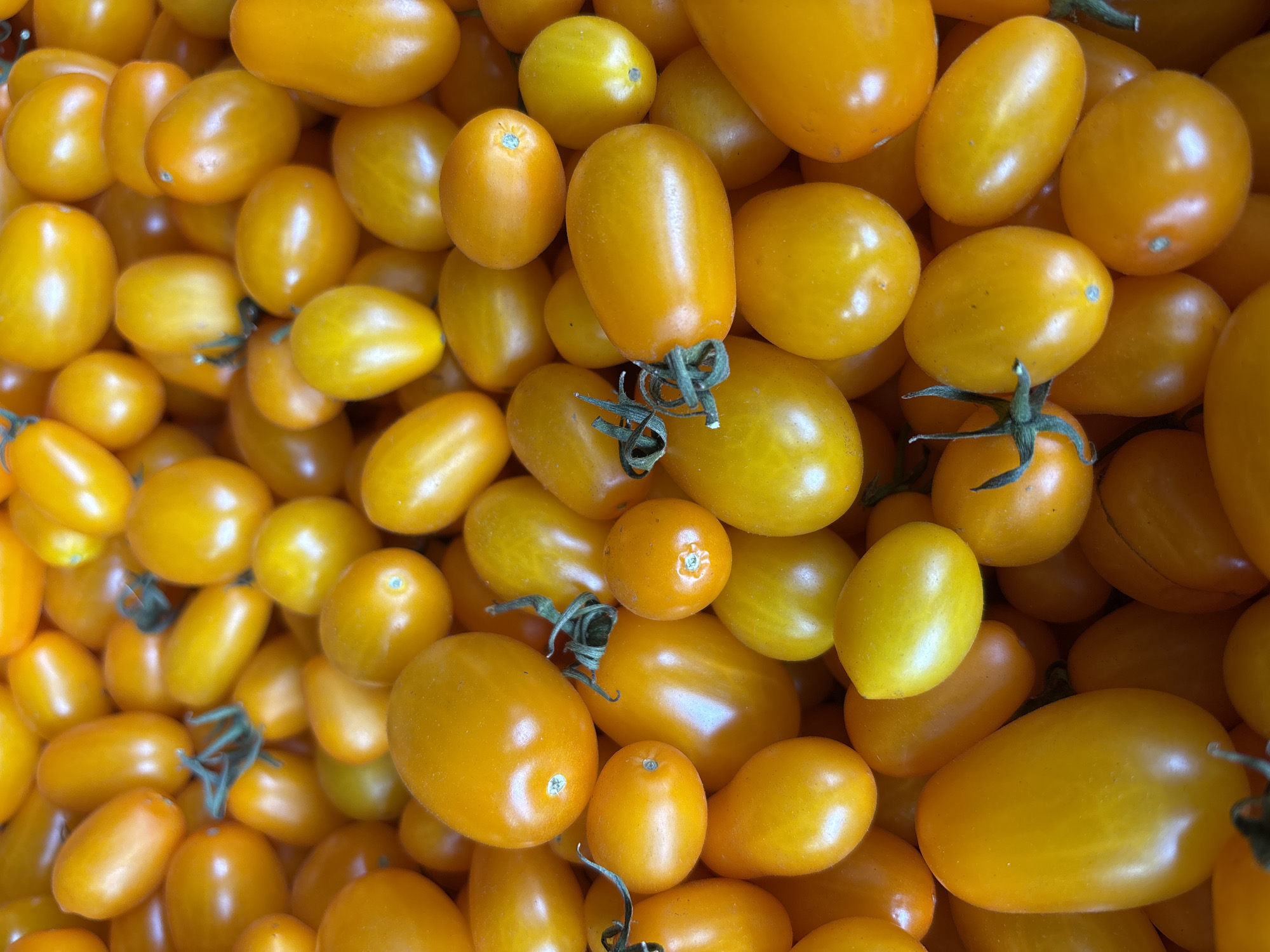 A close-up, high-angle, full-frame shot displays a dense collection of bright yellow cherry tomatoes. The tomatoes are of various shapes, with some being oval and others more elongated. They are tightly packed, obscuring any background. Several tomatoes have visible green stems or remnants of them. The lighting is bright and even, highlighting the smooth, glossy texture of the tomato skins. There is no indication of the location in Zvenigorod, Russia, as the image focuses solely on the produce. No people, actions, or interactions are depicted.