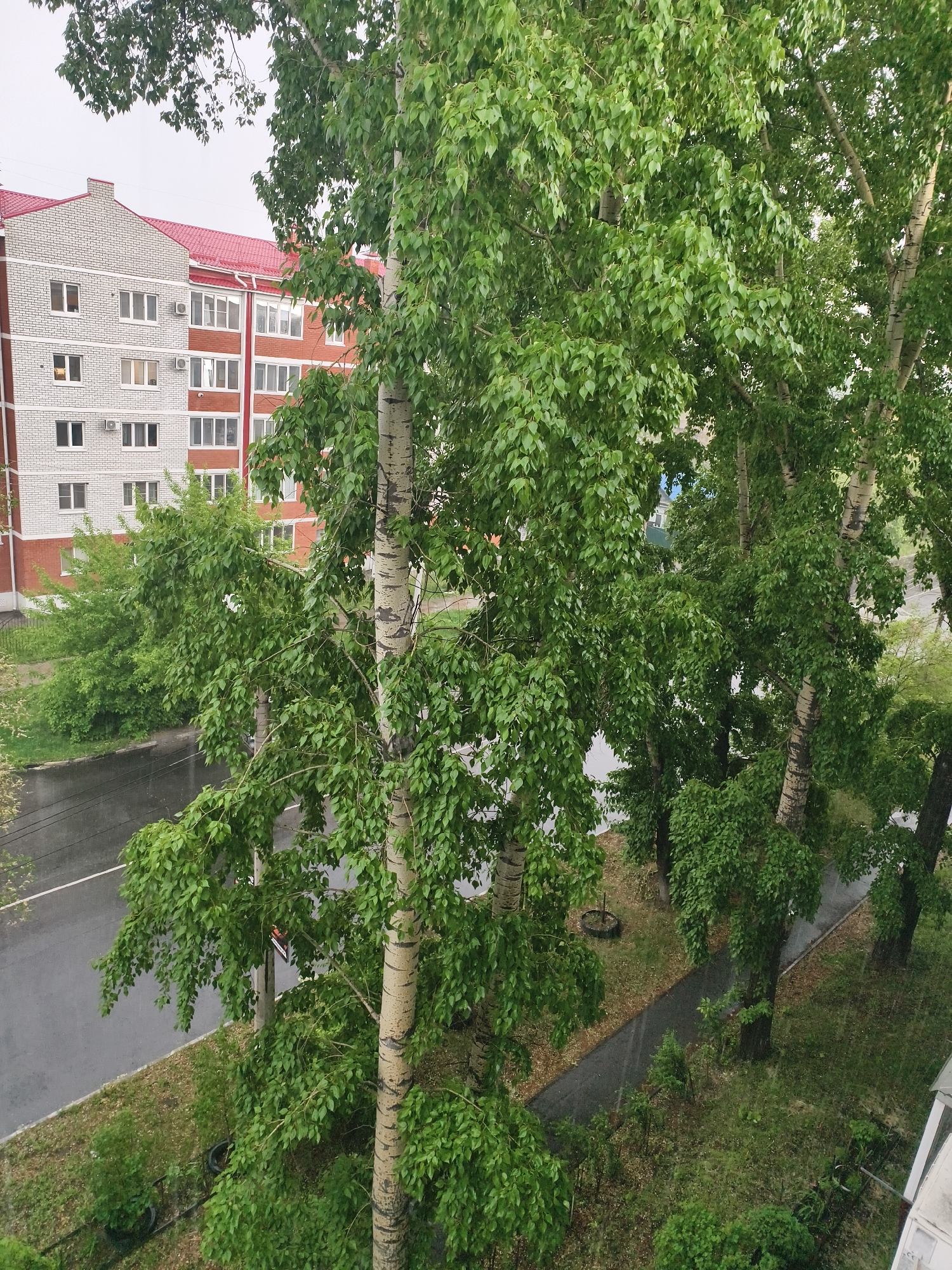 This image captures an outdoor scene in Belogorsk, Russia, from an elevated perspective, looking down onto a street, trees, and an apartment building. The overall impression is of a quiet, overcast day, possibly during or immediately after rainfall, given the wet surfaces.
The most prominent subjects in the foreground and midground are several tall, mature deciduous trees, likely birches or poplars, characterized by their light-colored, somewhat peeling bark and abundant, vibrant green foliage. The leaves appear wet, and some show signs of movement, suggesting light wind or recent rain.
In the background, on the left side, stands a multi-story apartment building. It features a distinctive red-tiled roof and contrasting sections of white and reddish-brown brickwork. Numerous windows are visible, and some units have external air conditioning units. The building's architecture suggests a typical residential structure.
Below the trees, a wet asphalt road runs across the image with a visible white lane marking. Parallel to the road, a dark, wet pedestrian path or sidewalk is present, separated by a strip of green grass and various bushes. The ground cover consists of grass, smaller plants, and some fallen leaves or debris. Two black tires are repurposed within the green space, possibly as planters or borders. A small, indistinct orange and black sign is partially visible on a pole near the road.
No people are visible in the scene. The weather is overcast, contributing to a soft, diffused lighting. The time of day is daytime. No readable text is discernible on any objects.