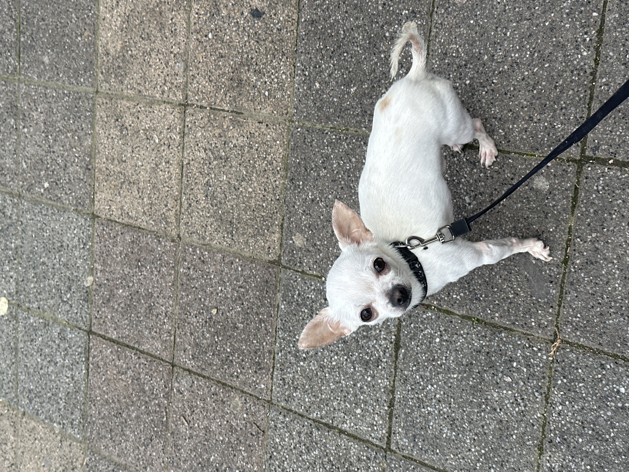 A small, white, short-haired dog is shown on a gray pavement. The dog is facing the camera, with a black collar and leash attached. The leash extends off the right edge of the frame. The pavement is made of textured rectangular blocks. The background is out of focus. The scene appears to be shot from above, looking down at the dog. There is no way to verify if this picture was taken in Sliven, Bulgaria.