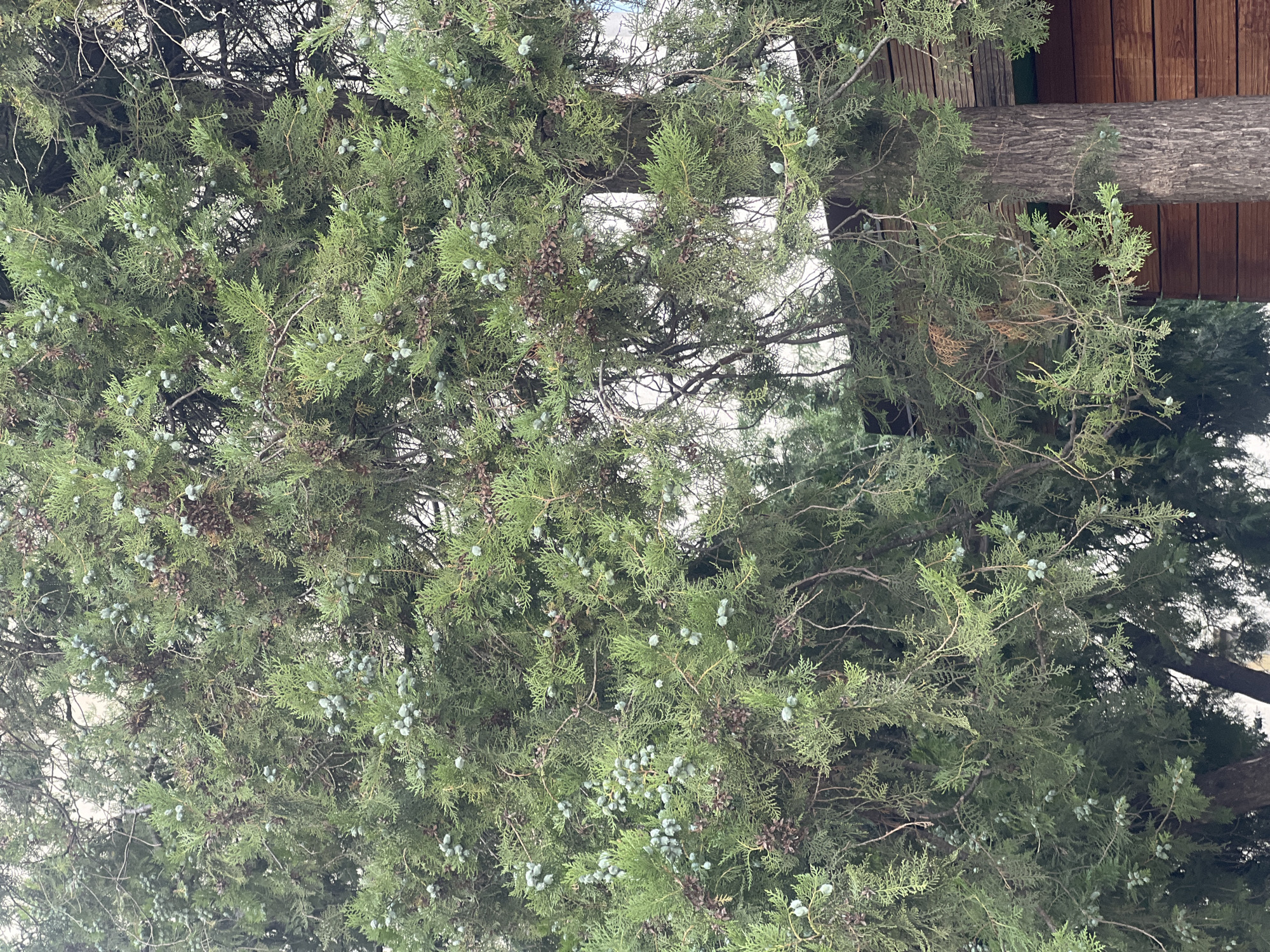 The image shows a close-up of a coniferous tree with numerous small, round, greenish-blue berries, possibly juniper berries. The branches are dense and covered in characteristic scale-like leaves. Some dried, brown cones are also visible amongst the greenery. In the lower right portion of the frame, a portion of a wooden structure, likely a fence or building siding, with horizontal planks of varying shades of brown is visible, suggesting an outdoor urban or suburban setting. The background is mostly out of focus, with hints of other foliage and a bright, overcast sky. The scene is consistent with a park, garden, or natural area within the city of Iași, Romania, given the context provided. There are no people or animals visible in the image.