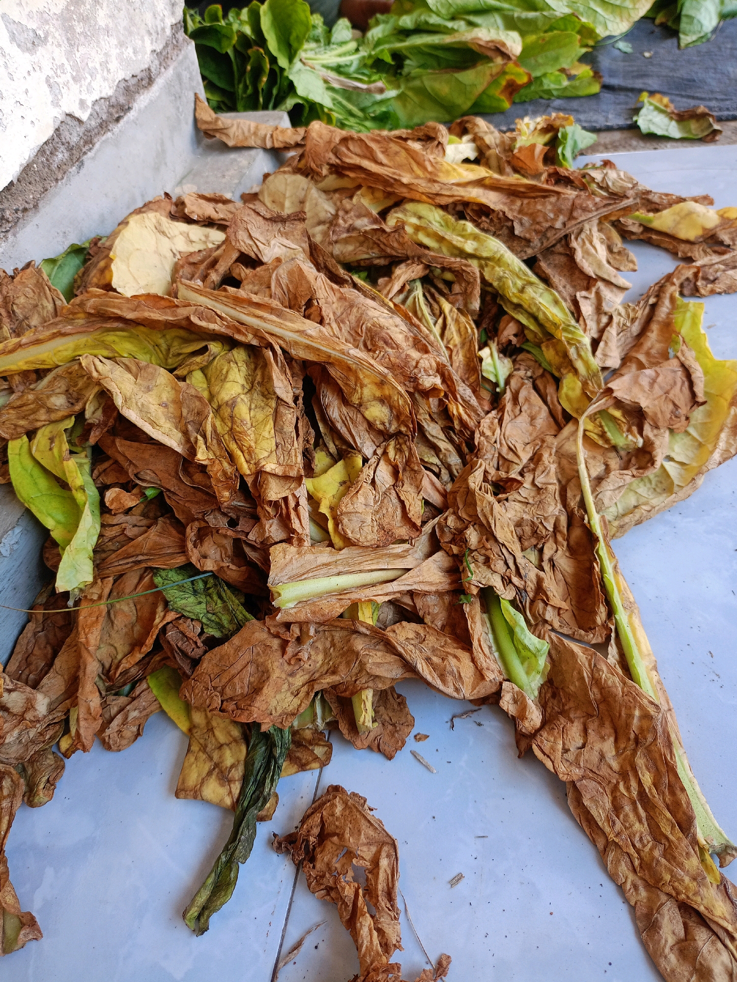In Jelbuk, Indonesia, a pile of dried tobacco leaves lies on a light blue tiled surface. The leaves exhibit various shades of brown and yellow, with some still retaining a hint of green. They are crumpled and appear to be in a state of drying. In the background, to the left, a textured, off-white wall meets a grey concrete structure. Further back, on the right side of the image, a dark grey fabric is visible, covered with more green leaves. The scene suggests a process of harvesting and drying agricultural products.