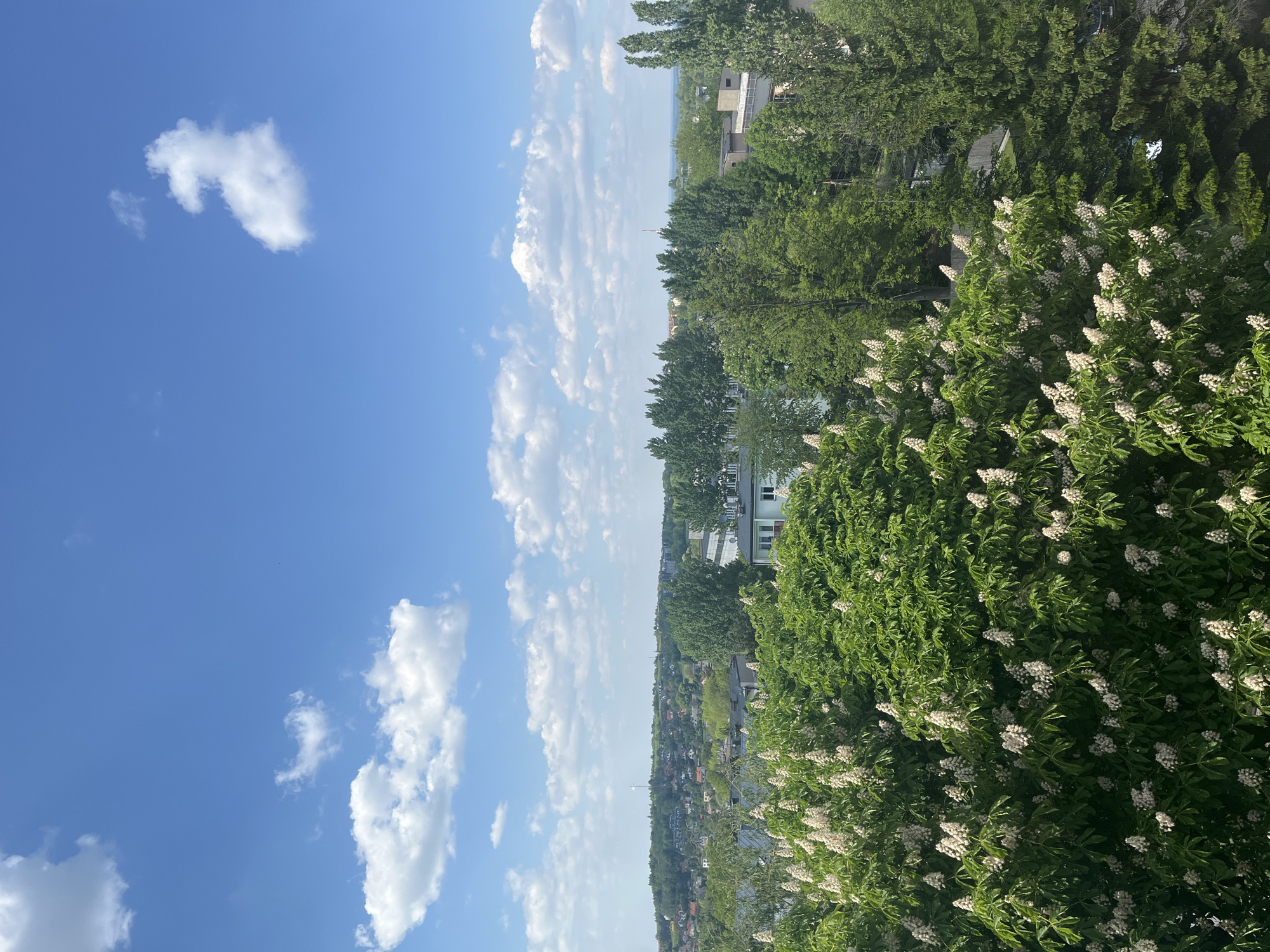 The image shows a view from an elevated position, possibly a balcony or high window, overlooking a cityscape in Unknown, Unknown. The scene is bisected vertically: the left side features a bright blue sky dotted with puffy white clouds. The right side is dominated by lush green foliage, including a large bush or tree covered in white blossoms. In the middle ground, glimpses of buildings and rooftops can be seen amidst the trees, suggesting a residential area. The overall environment appears to be a sunny day in a suburban or urban setting with significant greenery. There are no people visible in the image.