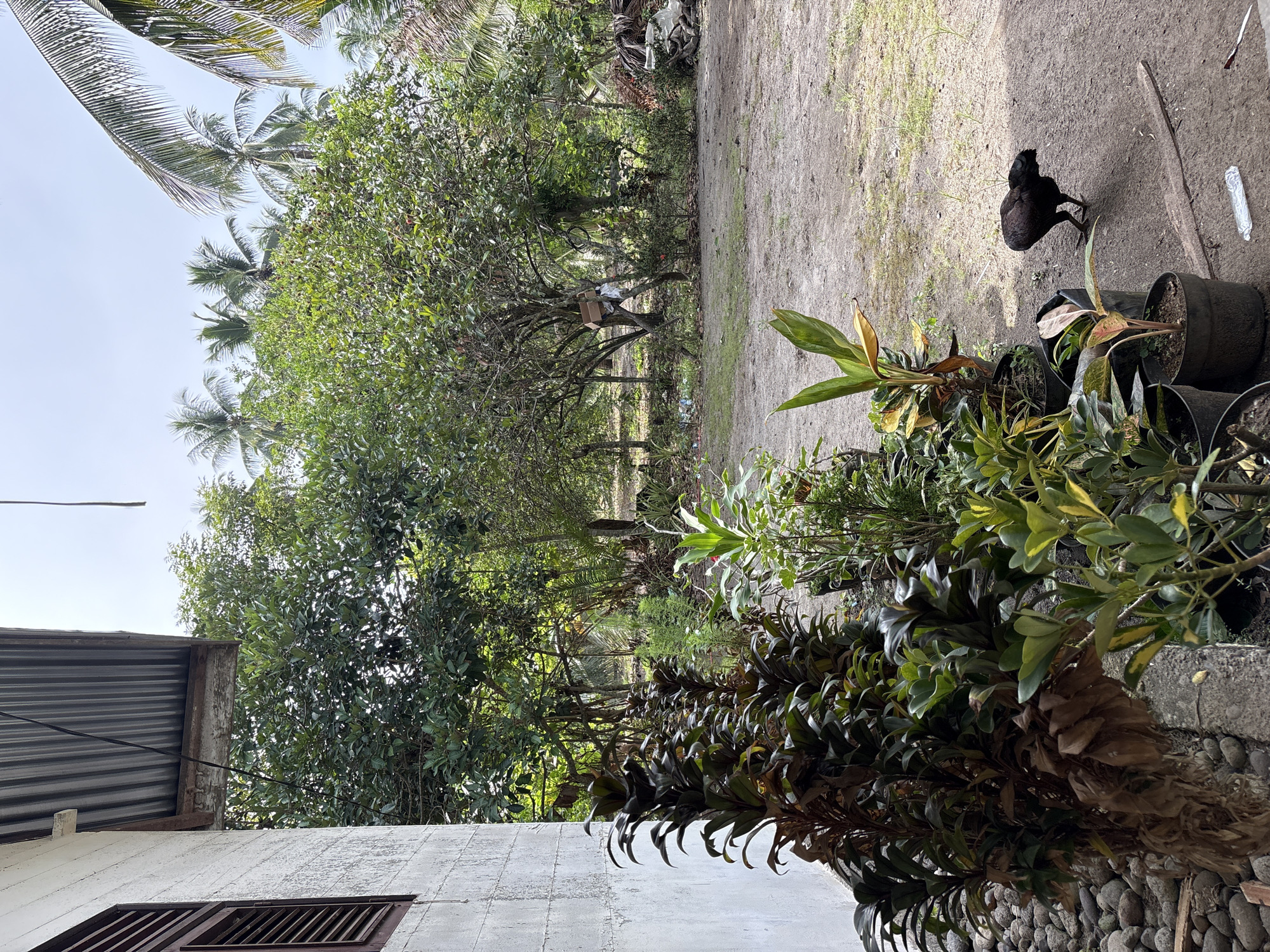 A domestic chicken with dark plumage walks across a dirt path in front of potted plants and a building in Beunyot, Indonesia. The building, on the left, has a white, textured wall and a corrugated metal roof. In the background, dense green foliage and palm trees dominate the landscape under a bright, overcast sky. A person can be seen in the middle distance, partially obscured by trees. The ground is a mix of dirt and sparse grass.