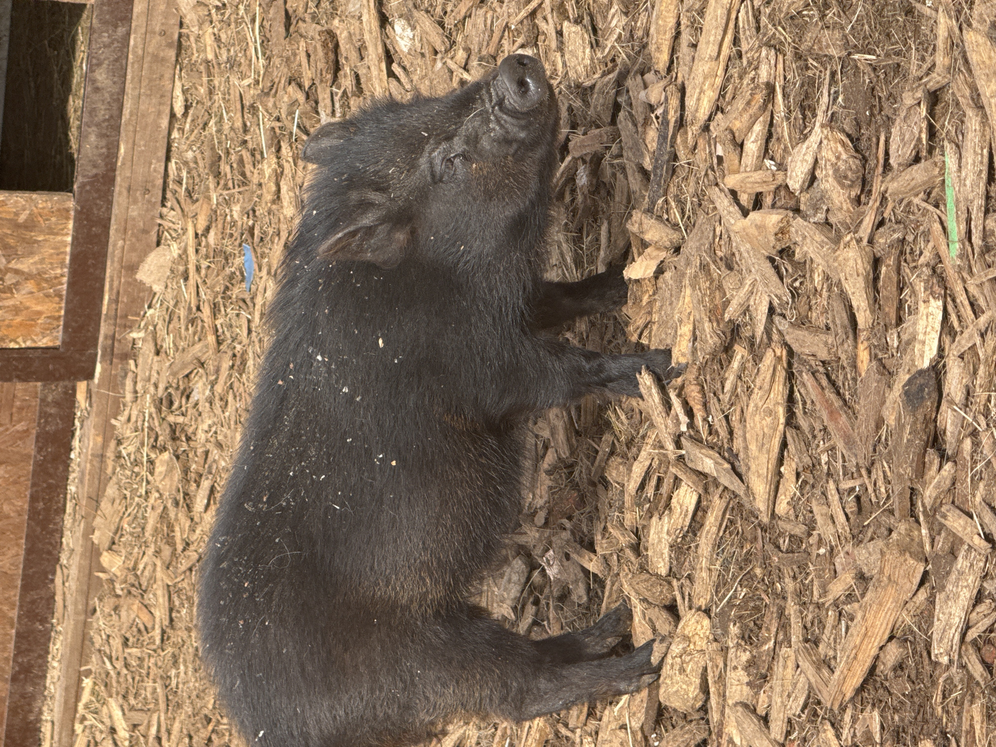 The image depicts a black piglet lying on a bed of wood chips. The piglet is positioned on its side, with its head facing upwards. The piglet's fur appears to be covered in small specks of dirt or debris. The background consists primarily of wood chips scattered across the surface. Part of a wooden structure is visible on the left side of the image. The location is Unknown, Unknown.