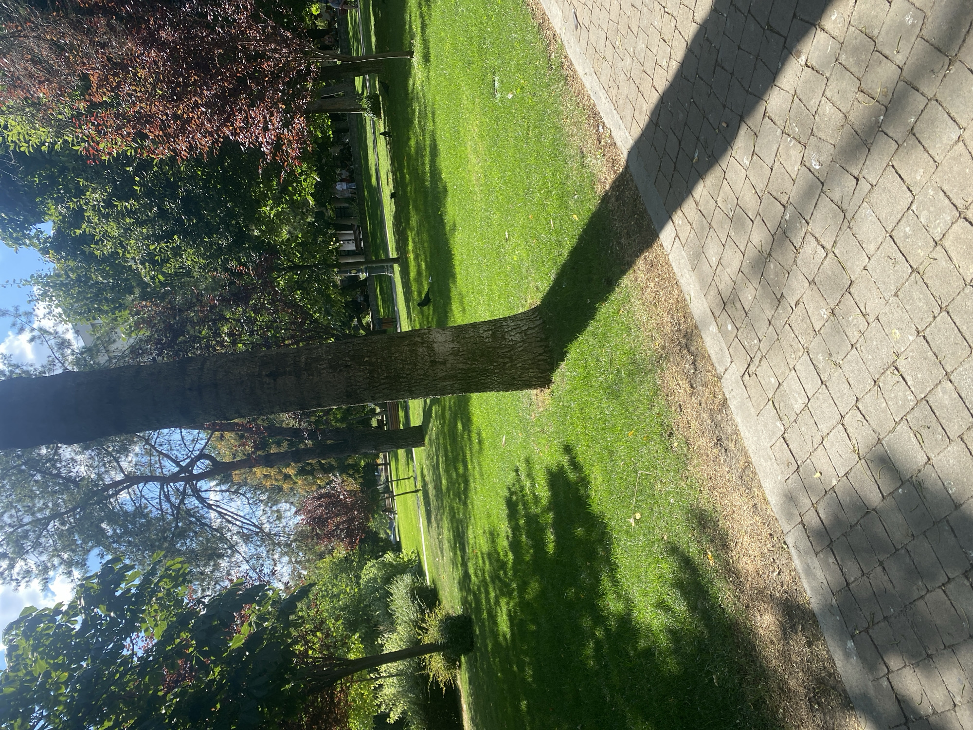 The image depicts a paved walkway in a park. The walkway is constructed of grey square pavers, and a long, dark shadow from a tree stretches across it from the left. Beyond the walkway is a well-maintained green lawn. Several trees of various sizes and foliage colors are scattered across the lawn, with some appearing to be deciduous with reddish-brown leaves and others with green leaves. In the background, a white building is partially visible through the trees, and a few distant figures can be seen walking on the lawn. The sky above is blue with scattered white clouds, and sunlight illuminates the scene. This park appears to be part of the Copou Garden (Grădina Copou) in Iași, Romania, a well-known botanical garden and public park.