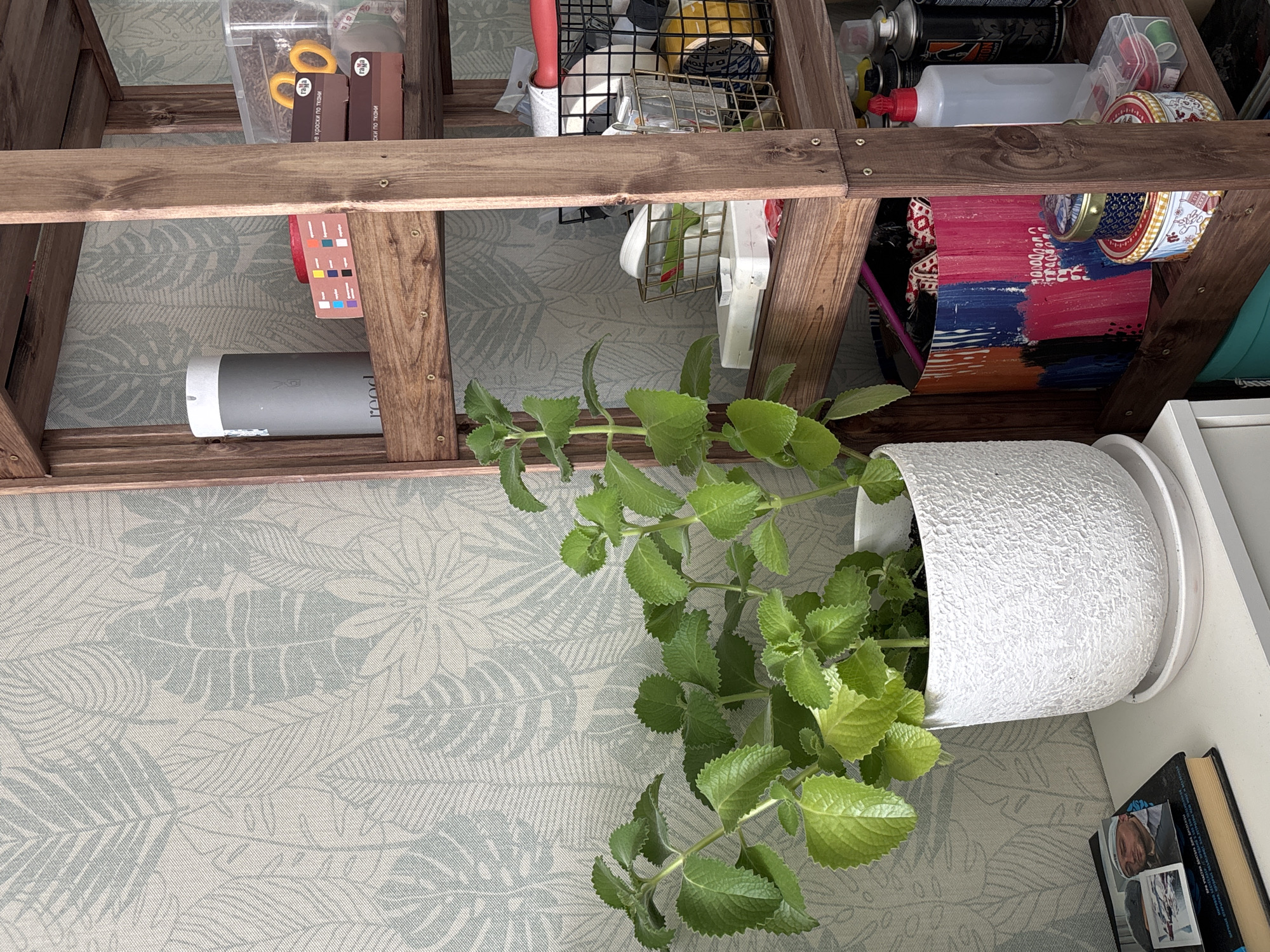 The image shows a section of a room with a wooden shelving unit and a potted plant. The shelves are filled with various items, including boxes, jars, and cans. The potted plant, with broad, light green leaves, sits on a white surface adjacent to the shelves. A book is visible near the base of the plant. The background features a patterned surface with a floral motif. There is no indication that the image was taken in Krasnoyarsk, Russia.