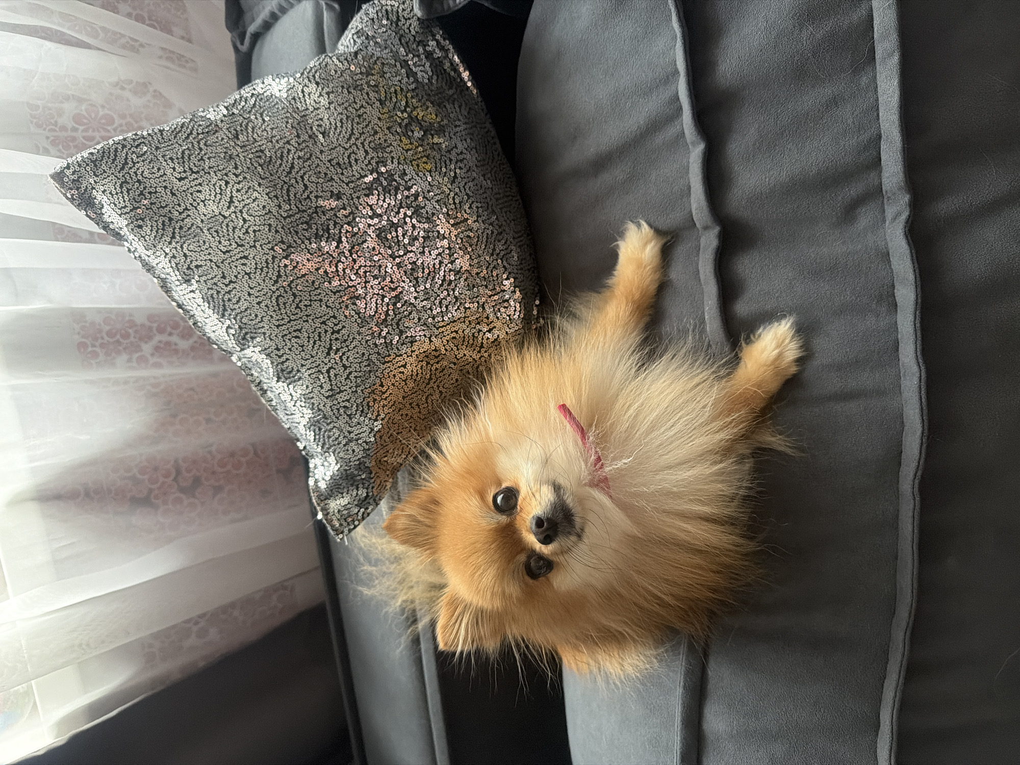 A fluffy, light brown and orange Pomeranian dog is lying on its back on a dark gray upholstered couch or sofa, looking directly up at the camera. Its front paws are extended upwards, and its eyes are wide and dark, giving it a curious or playful expression. A thin, reddish strap or collar is visible around its neck.
To the upper left of the dog, a gray decorative pillow covered in small, shimmering silver sequins adds a touch of sparkle to the scene. Behind the couch and pillow, sheer white curtains, possibly with a subtle patterned overlay, filter natural light into the room, suggesting it is daytime. The room appears to be an indoor setting, likely a living area. No people or visible text are present. The location context provided is Chaikovsky, Russia.