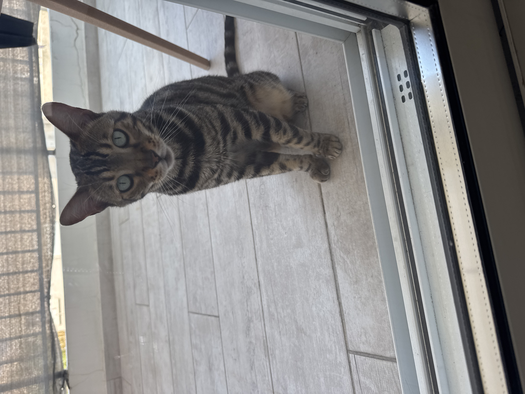 A tabby cat with bright green eyes sits on a tiled floor on a balcony. The cat is facing the camera, and its body is mostly visible. Behind the cat, a woven shade is visible overhead, and a portion of a wooden chair leg is to the right. The balcony floor is tiled with light-colored rectangular tiles. The foreground shows a glass door or window with a metal frame. The scene appears to be outdoors on a balcony in Agios Tychona Community, Cyprus.