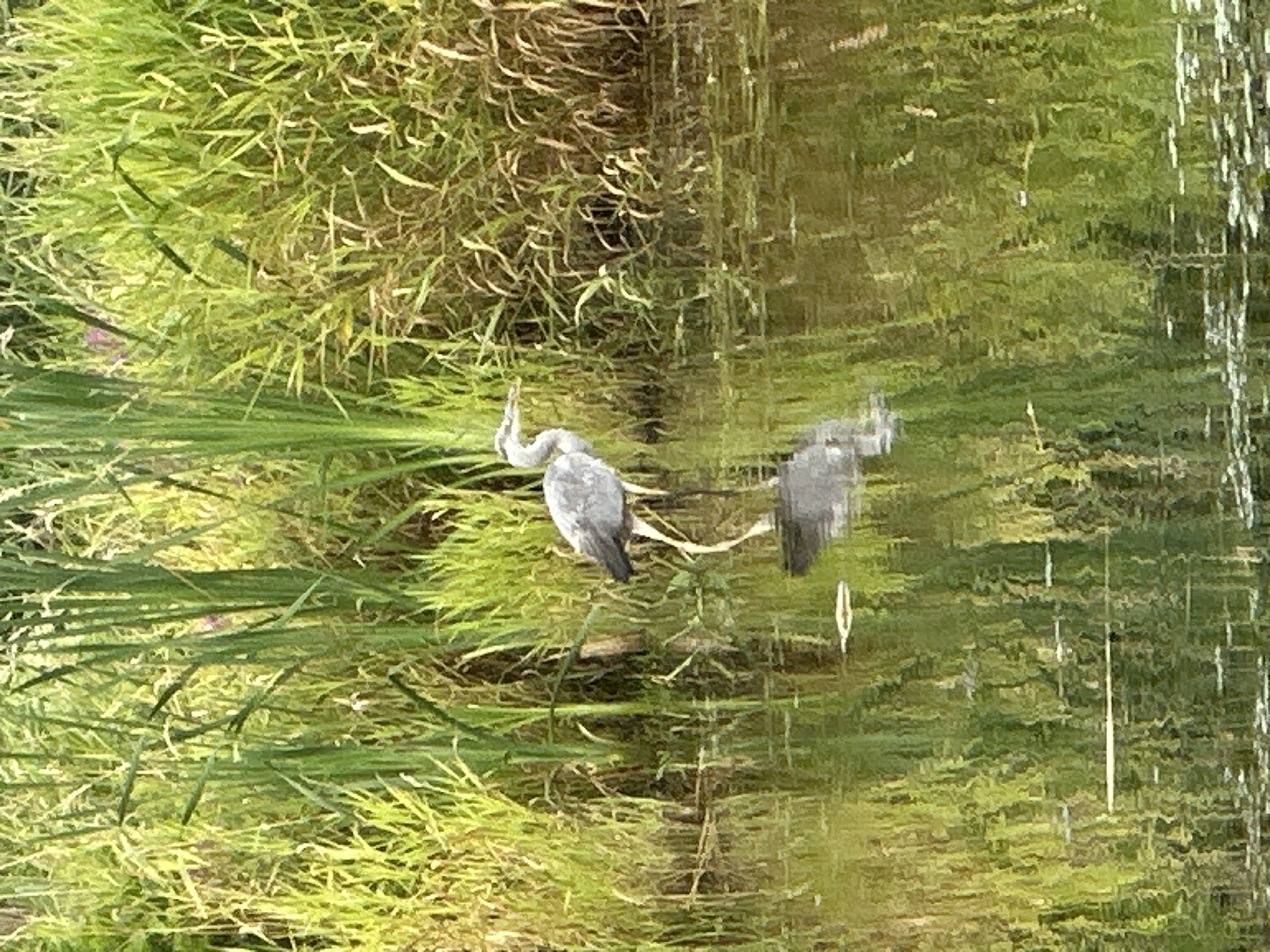 An adult grey heron stands in shallow water at the edge of a reed-filled pond. The heron is facing left, with its head slightly lowered. Its plumage is predominantly grey, with white on its chest and neck. Its long, slender legs are visible, partially submerged in the water. The water reflects the surrounding reeds, which are tall and green, with some brown stalks interspersed. The reeds form a dense background. The scene is bathed in natural light, suggesting it is daytime. There is no indication of the location within the city of Minsk, Belarus.