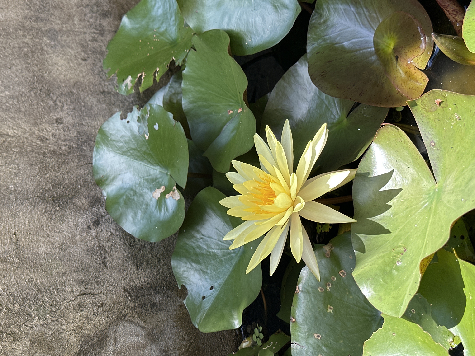 A vibrant yellow water lily blooms among its large, green lily pads in a pond. The lily pads are varied in color, with some showing hints of brown and red, and several have small holes and imperfections. The water's surface is visible in some areas between the pads, reflecting the light. To the left of the pond, a textured, grey concrete surface is visible, suggesting a man-made edge to the pond. The lighting indicates it is daytime, with sunlight casting shadows on the lily pads and highlighting the delicate petals of the flower. The scene appears tranquil and natural, set within a location in Thôn 5, Vietnam. There is no visible text in the image.