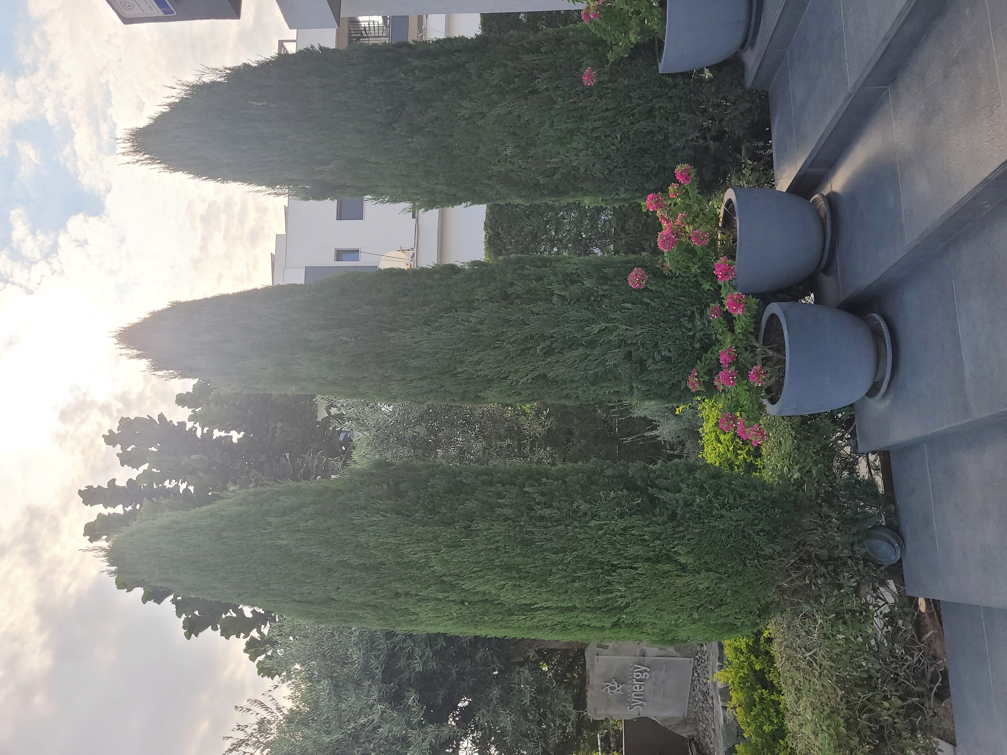 The image depicts an outdoor scene with three tall, slender evergreen trees, likely Italian Cypress, dominating the center and right side of the frame. They are planted in a well-maintained garden area with various shrubs and flowering plants. In the foreground, a set of modern grey stone steps leads up to a building in the background, which appears to be a contemporary structure with white walls and dark-framed windows.

To the left of the cypress trees, a stone monument or plaque with the inscription "FOUNDATION Synergy" is visible. The sky above is overcast with bright sunlight breaking through, suggesting either early morning or late afternoon.

The scene appears to be a public or private entrance area, possibly in a residential or commercial complex, designed with a modern aesthetic that emphasizes clean lines and natural elements. The overall atmosphere is serene and well-ordered.

While the specific location within Limassol, Cyprus is not explicitly stated in the image, the style of architecture and landscaping could be indicative of a contemporary development in the city. Without further context or identifiable landmarks, pinpointing the exact address is not possible.