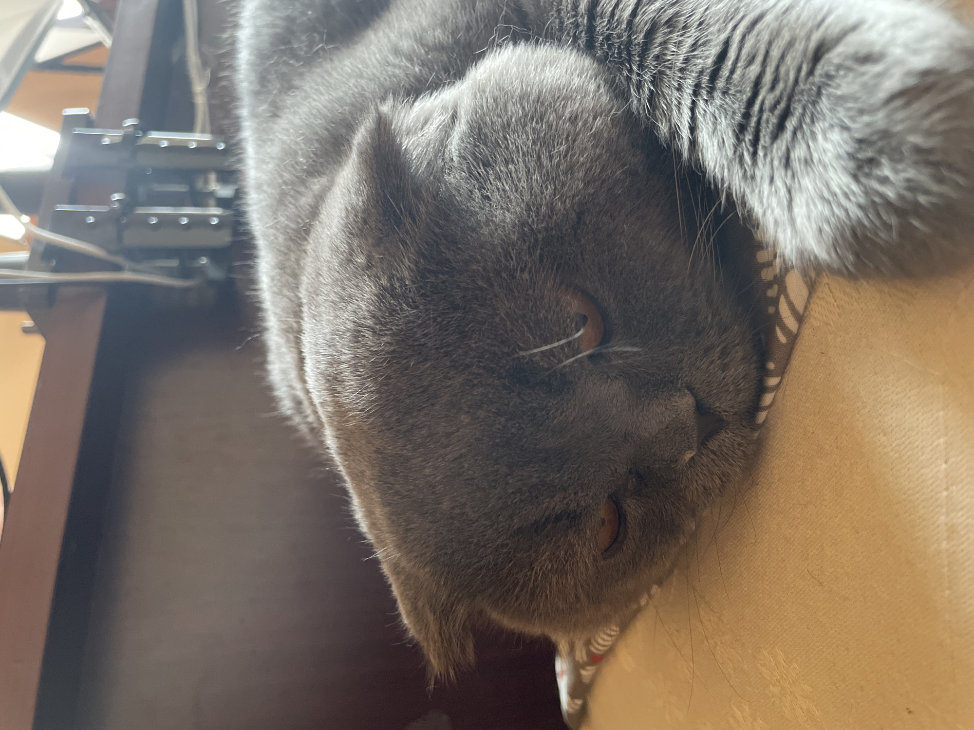 A gray cat is sleeping on a tan surface. The cat's head is oriented downward in the frame. To the left is part of a dark brown object with metallic elements.