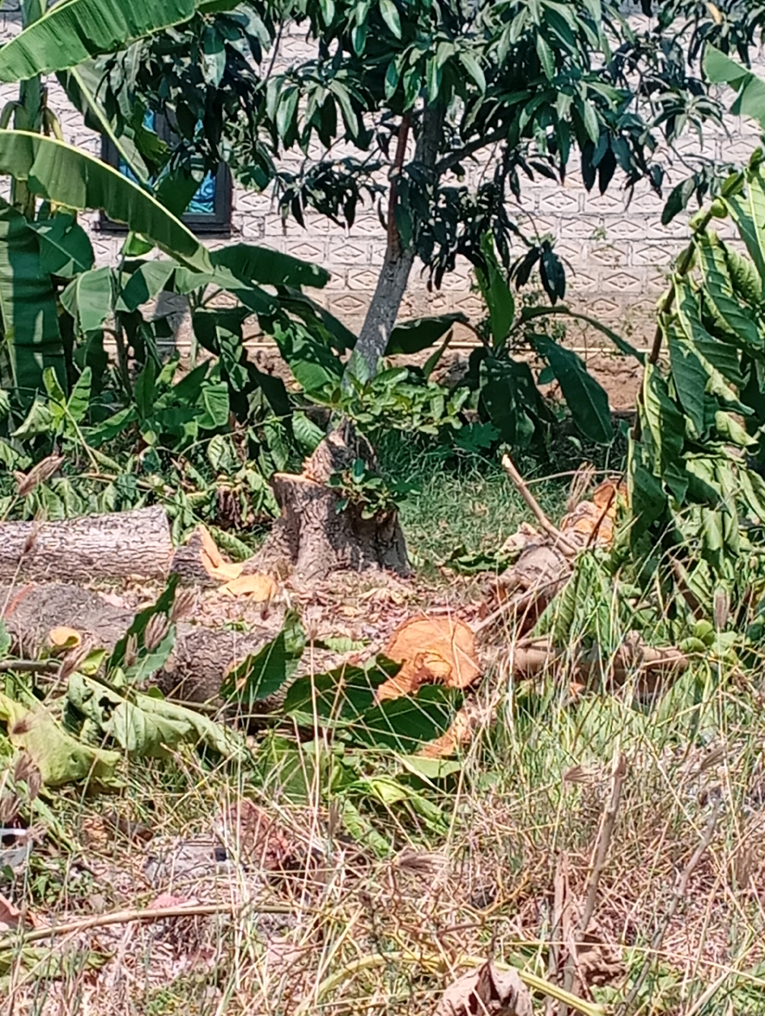 The image depicts a rural scene in Kecamatan Haurgeulis, Indonesia, focusing on a felled tree and surrounding vegetation. The foreground is dominated by fallen tree trunks and branches, interspersed with dry grass and green leaves. A prominent tree stump is visible, showing the fresh cut surface. In the background, lush green foliage from banana trees and other plants creates a dense canopy. Behind the vegetation, a wall constructed of light-colored bricks with a decorative pattern is partially visible. A dark-colored window frame is discernible within the wall, suggesting the presence of a building. The lighting indicates it is daytime, with sunlight casting shadows on the ground. The overall impression is one of recent tree removal in a natural, possibly agricultural, setting.