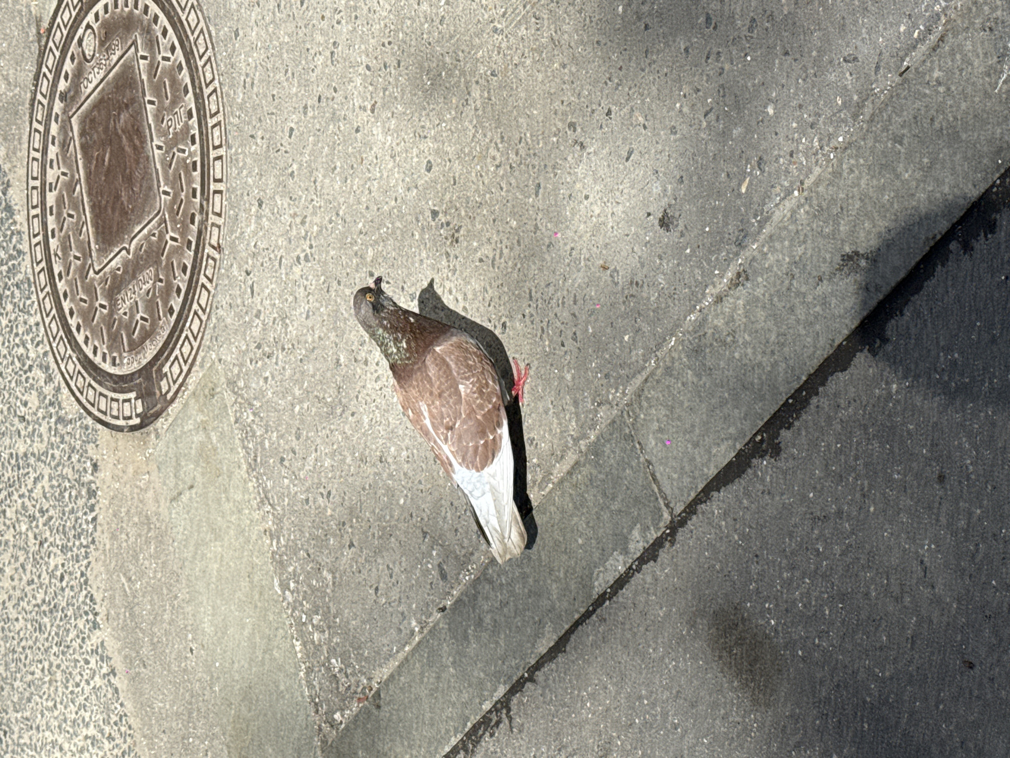 A top-down shot shows a pigeon standing on a concrete surface next to a manhole cover. The manhole cover, located in the top left corner, is round with a square emblem inside a diamond in the center. Cyrillic letters are visible around the edges. The pigeon is facing towards the upper left. It has brown and gray plumage, with a white tail and red feet. The concrete surface has varying textures and a curb is to the right. The letters on the manhole cover indicate that the image was taken in Moscow, Russia.
