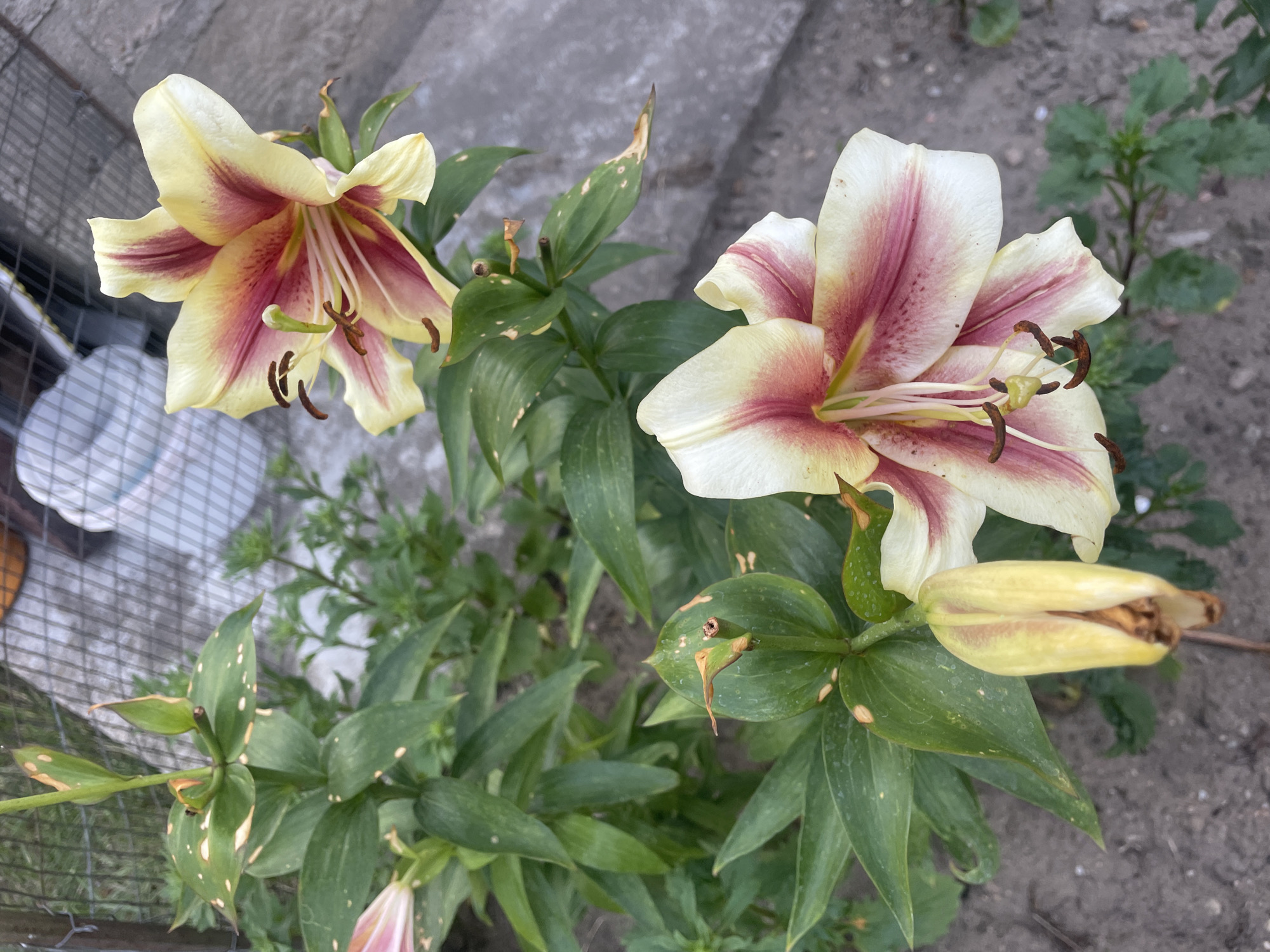 The image shows a close-up view of two blooming lilies with pale yellow petals edged in a deep pinkish-red. The lilies are in focus, with their stamens and pistils clearly visible. One lily is slightly to the left and slightly out of focus, while the other, on the right, is sharp and well-defined. Below the blooming lilies, there is a closed bud of a similar color. The plants have long, green leaves, some of which show signs of spotting or damage.
The background is a mix of elements suggesting an outdoor garden setting. To the left, a gray concrete surface and a section of a wire fence are visible. Behind the lilies, the ground appears to be soil and gravel. In the far background, there are more green plants.
The lighting suggests it is daytime, likely with natural sunlight, casting some subtle shadows. The overall impression is one of a natural, slightly unkempt garden setting in Brest, Belarus. No people or text are visible in the image. The state of the leaves suggests the plants may be experiencing some environmental stress or pest issues.