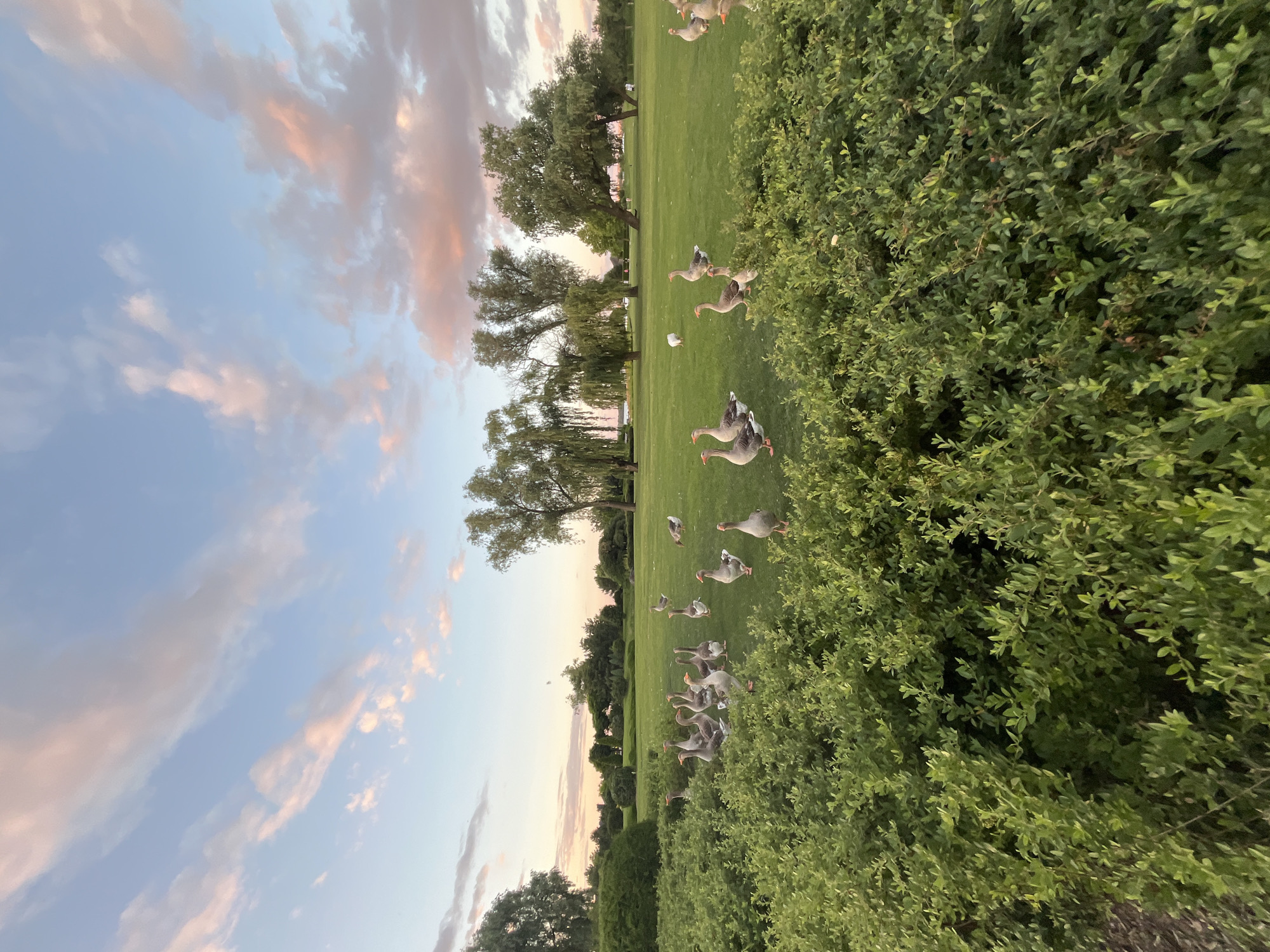 A flock of geese walks across a grassy lawn near a cluster of willow trees. The sky above is a pale blue with wisps of pink and white clouds. A manicured green hedge runs along the bottom of the frame. The scene appears to be a park or a golf course.
