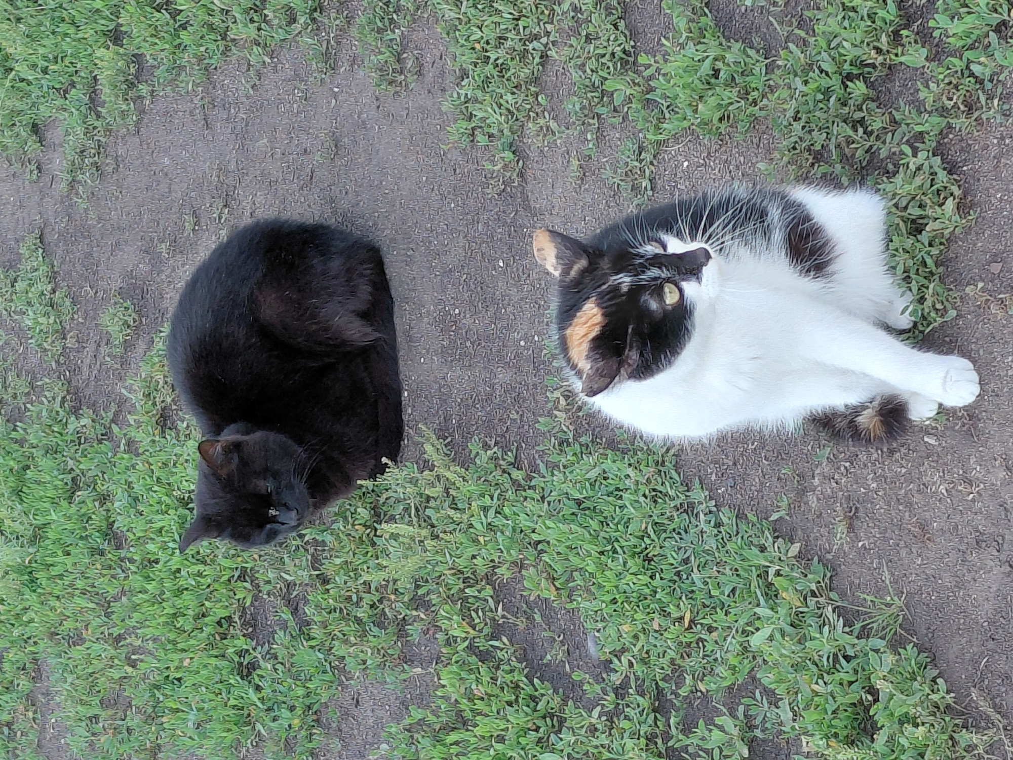 Two cats are sitting on a dirt path surrounded by green grass. The cat in the foreground is a calico with white, black, and orange patches. The cat in the background is solid black. The scene is outdoors, likely in a rural or suburban area. There is no information in the image to suggest it is located in the city of Tashkazgan, Russia.