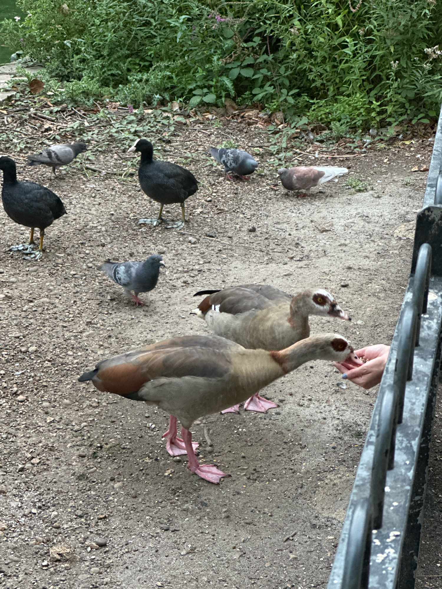 The image shows a group of birds, including coots and pigeons, and two Egyptian geese, gathered on a gravel path next to a low black fence. One of the Egyptian geese is being fed by a person whose hand, with blue fingernail polish, is visible reaching out with seeds. The background is filled with lush green vegetation. The scene appears to be an outdoor park setting, possibly near water, indicated by the presence of waterfowl and the lush greenery. The overall impression is a peaceful, urban wildlife interaction.