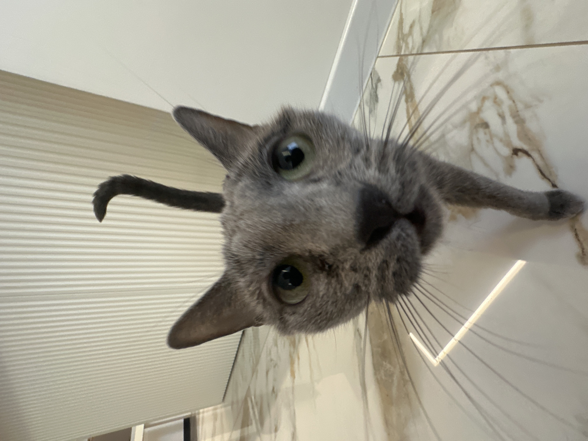 The image shows a gray cat looking directly at the camera. The cat's face is close to the lens, creating a distorted perspective. The cat has green eyes and long whiskers. A portion of the cat's tail is visible on the left side of the frame. The background includes a wall with horizontal blinds on the left and a patterned, possibly tiled, wall on the right. There is no information to verify or confirm the location in the city of Молодежный, Russia.