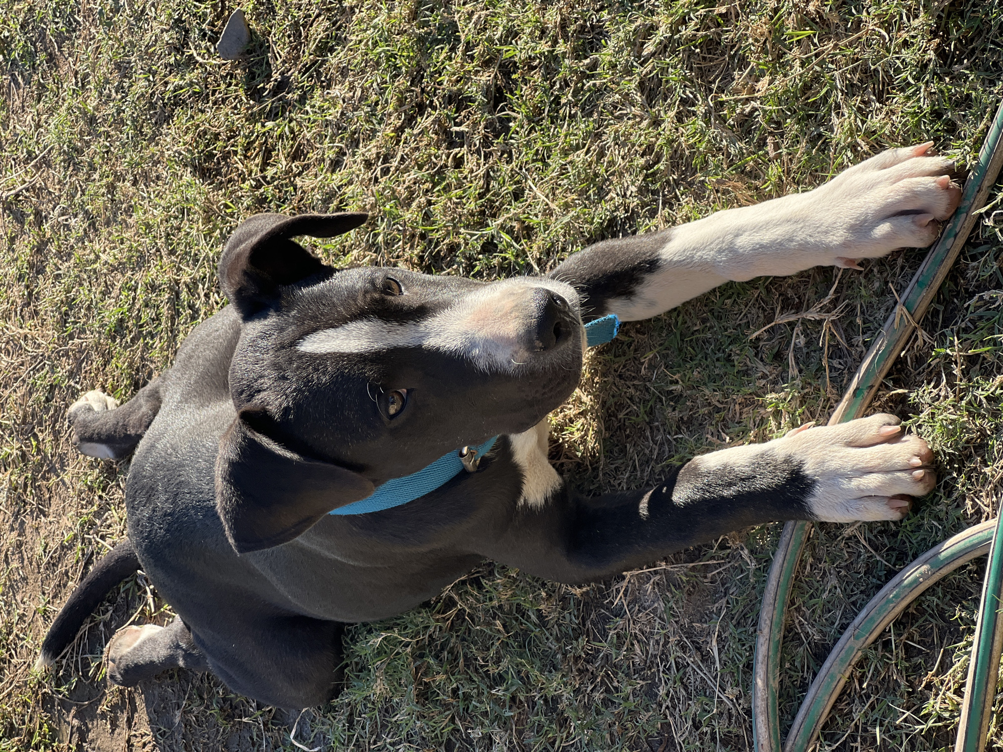An overhead shot captures a black and white dog, likely a puppy, lying on dry grass in Sumalao, Argentina, under bright daylight. The dog, predominantly black with white markings, stretches out its front paws, one towards the right and the other to the left. It has a white blaze running down its snout, a white chest, and white paws with visible pink claws. A blue collar is worn around its neck.
The dog's head is slightly raised, and its brown eyes are looking upwards and to the left, conveying an attentive or curious expression. The fur appears smooth and short.
The setting is an outdoor area, possibly a yard or field, covered with sparse green and brown grass. A coiled green garden hose is partially visible on the ground to the right of the dog. Strong sunlight creates distinct shadows, indicating a clear, sunny day. A small, light-colored rock is visible in the upper left background. No text is visible in the image.