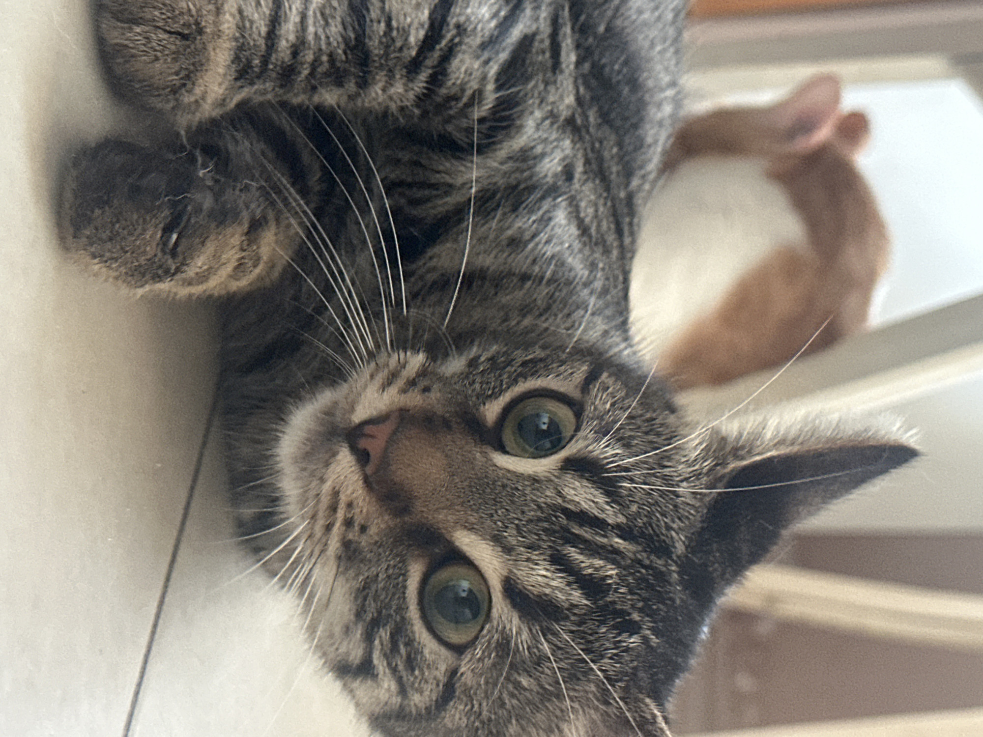 The image displays two domestic felines within an indoor environment.
The primary subject is a mackerel tabby cat positioned in the foreground, lying on a light-colored, possibly tiled, floor. The cat's head is oriented towards the viewer, featuring dilated pupils within green irises. Prominent white whiskers extend from its muzzle, which includes a pink nose. Its fur exhibits distinct grey and brown stripes. The front paws are partially visible, resting on the floor surface.
In the blurred background, a second cat, exhibiting orange and white fur, is partially visible. This animal is oriented away from the camera, with only its back and head discernible.
The immediate environment consists of a uniform light-colored floor. The background elements are out of focus, appearing as light-toned surfaces and indistinct vertical structures, suggesting an interior room with diffuse ambient lighting. There are no identifiable architectural features, street signs, or unique objects present in the image to confirm a specific location within Sofia, Bulgaria, or any other city.