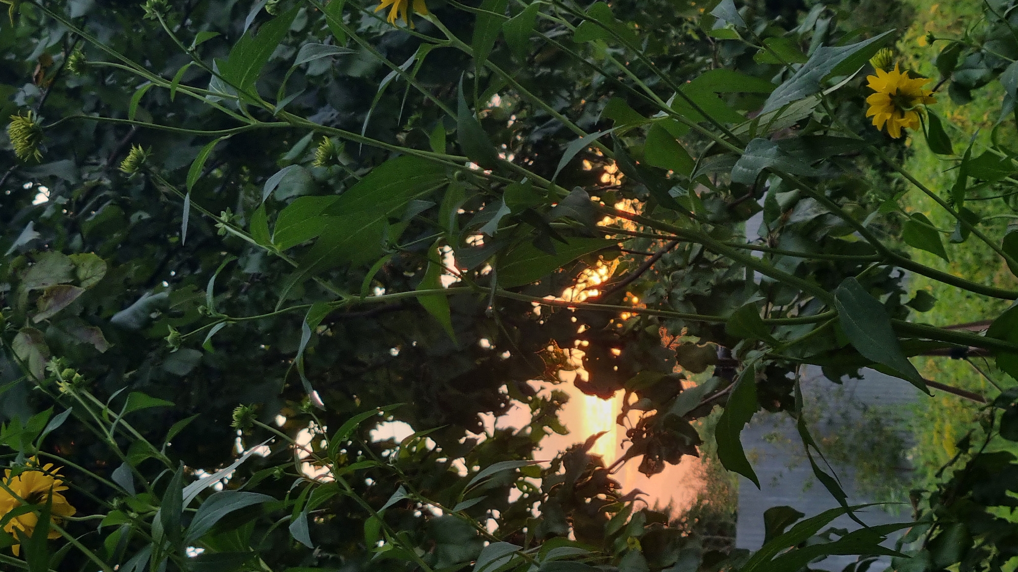 The image depicts a close-up view of green foliage and yellow flowers against a backdrop of a sunset sky. The foliage is dense and leafy, with tall stems of flowers rising through it. The sunset is visible through gaps in the leaves, casting an orange and pink glow. In the background, a grey fence is visible, suggesting a suburban or rural setting. The overall impression is one of a natural scene at dusk. The location is identified as Vysokoe, Russia. There are no people or animals visible in the image. The scene is static, with no action taking place.