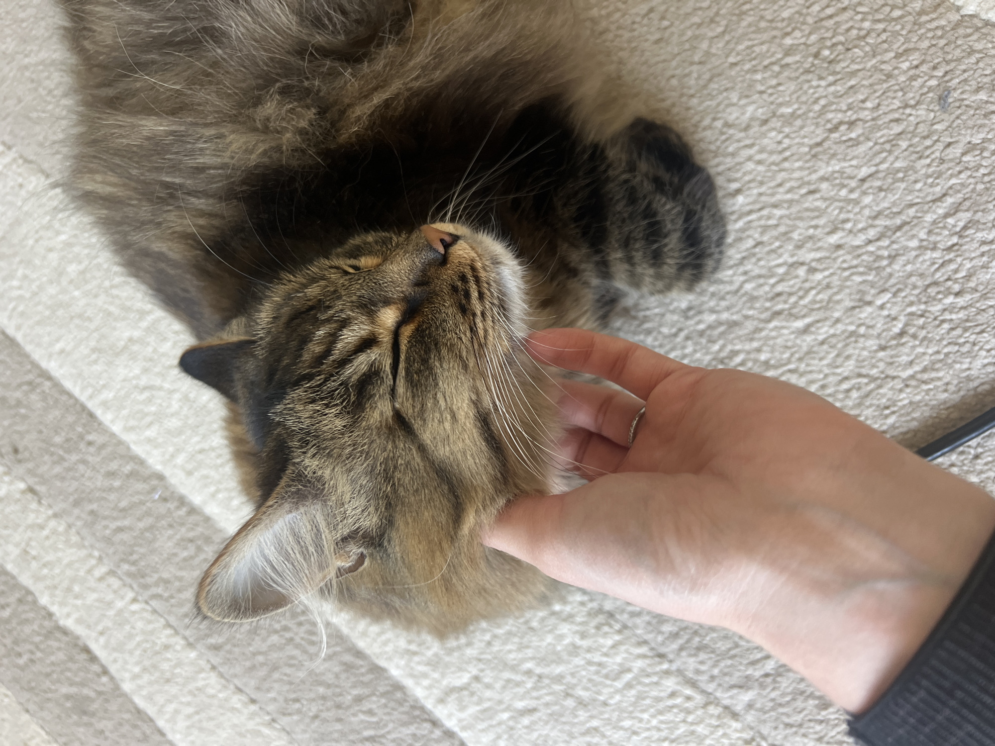 A medium-long haired brown tabby cat is lying on its back on a textured, light-colored surface, likely a rug or blanket. A fair-skinned human hand with a silver ring is gently touching the cat's neck. The cat appears relaxed, with its eyes closed and head tilted back. Part of a black object, possibly a cable or handle, is visible in the background near the wrist of the person. The location is not discernible from the provided image.