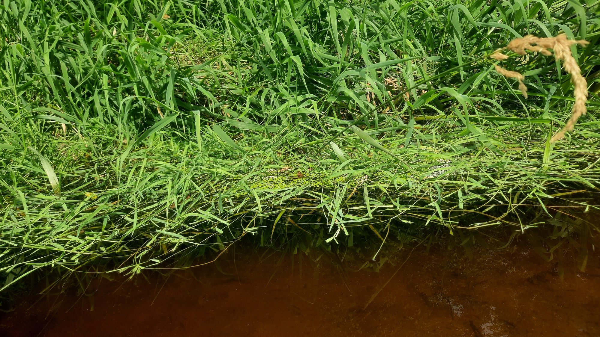 This is a close-up, eye-level, medium shot of a grassy bank with a body of dark, still water in the foreground. The water occupies the bottom third of the frame and its surface is a deep brown color, reflecting the green vegetation above. The grassy bank, taking up the top two-thirds of the image, is dense with various types of green grass, some of which droop over the water's edge. Among the green grass, there are a few dry, tan stalks of seed heads visible, particularly on the right side of the frame. The overall impression is one of a natural, untamed riverside setting. The location in Shklov, Belarus is not discernible from the visual information presented in the image.