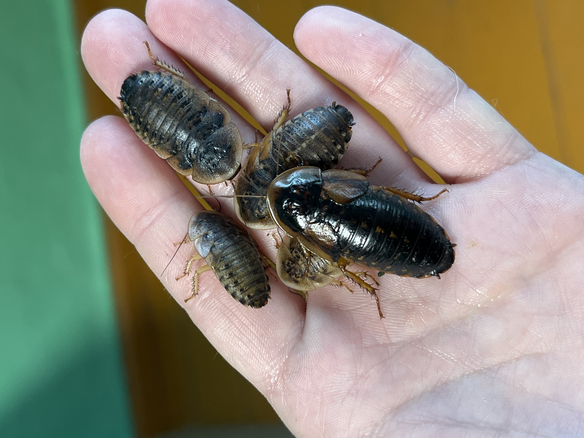 A human hand holds five cockroaches of varying sizes and coloration. The cockroaches are primarily dark brown and black, with some exhibiting lighter brown markings. The hand appears pale and somewhat wet. The background is a blurred combination of green and yellow/brown. There is no indication of Nizhny Tagil, Russia, or any other specific location.