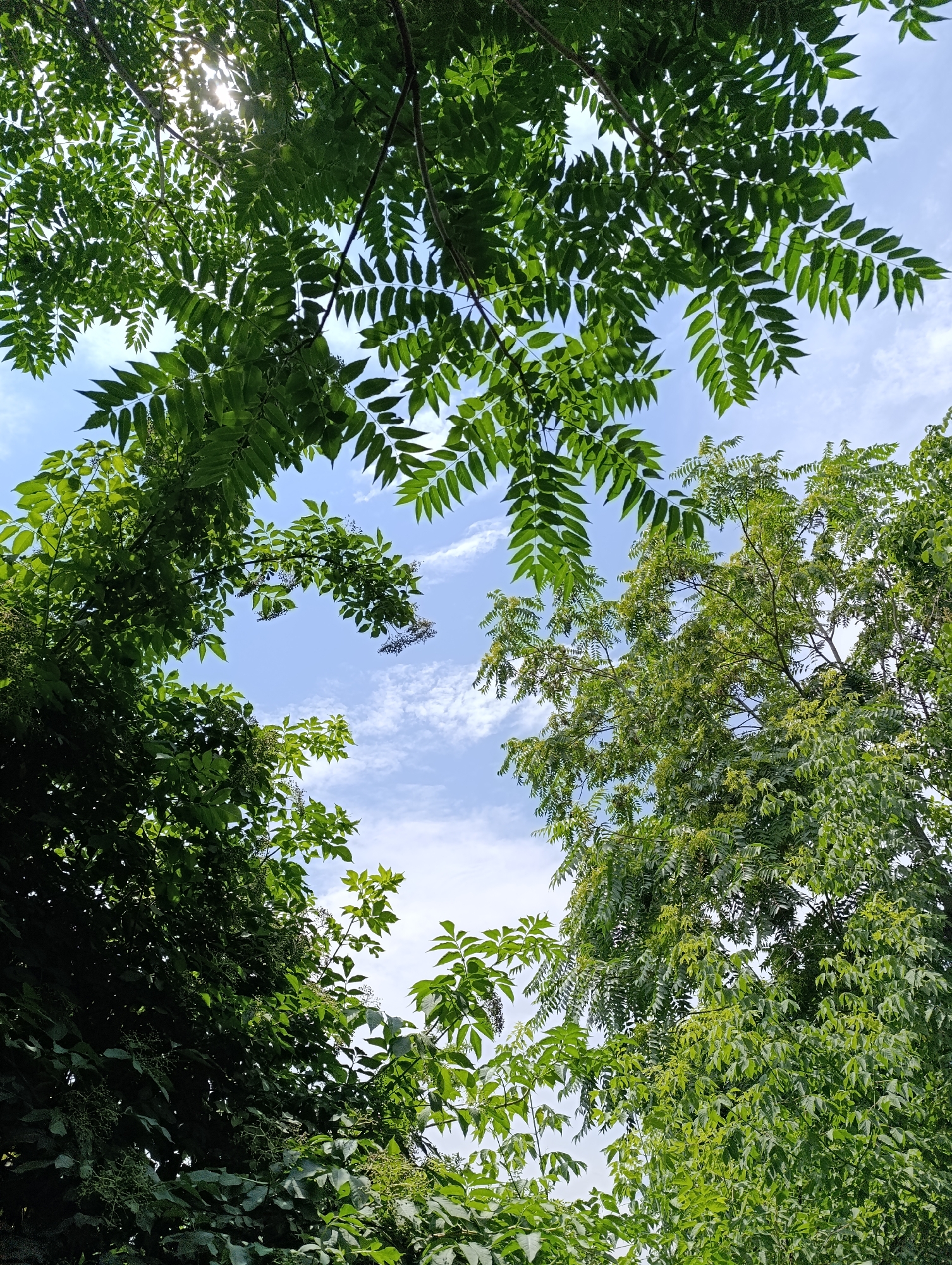Looking up through the canopy of lush green trees, the sky is a clear, bright blue, dotted with wispy white clouds. Sunlight filters through the leaves, creating dappled patterns on the foliage. The trees are dense, with many branches and leaves, some bearing small, dark berries. The perspective is from below, emphasizing the height and fullness of the trees. There are no people or man-made structures visible, suggesting a natural or park-like setting within a city.